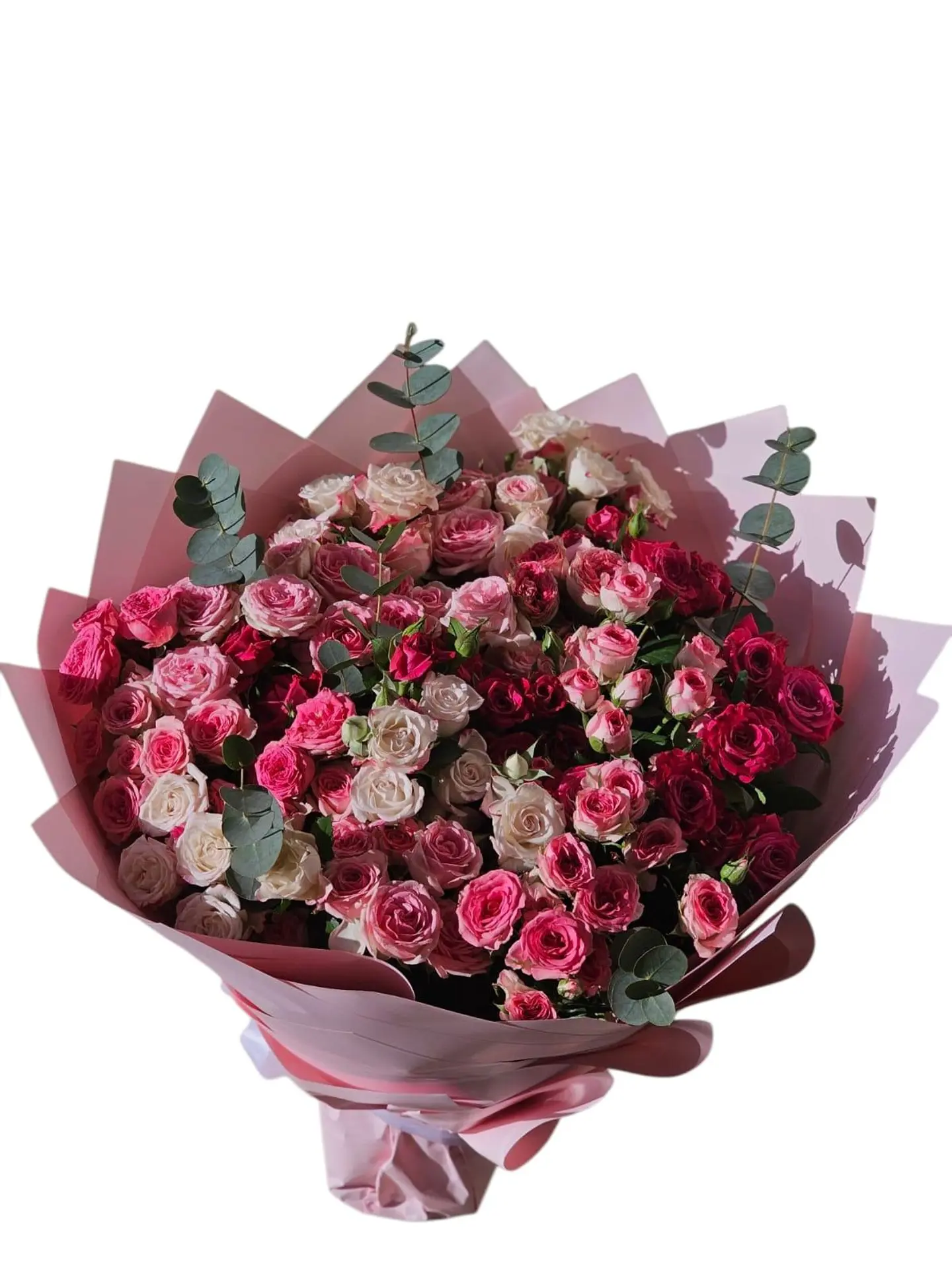Baby Rose Double Color Light Pink Chocolate