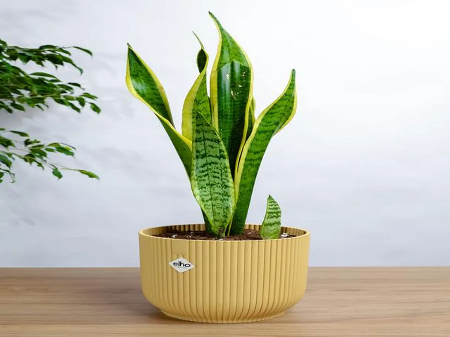 Tiger Skin Plant In A Yellow Plastic Container