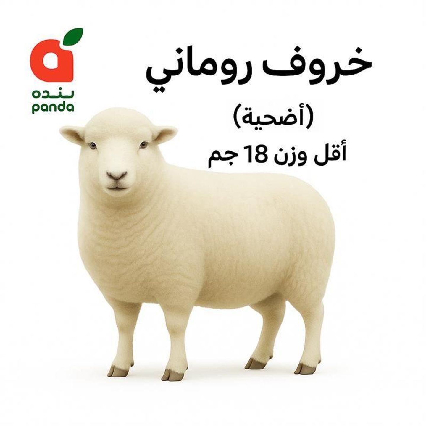 خروف روماني أضحية