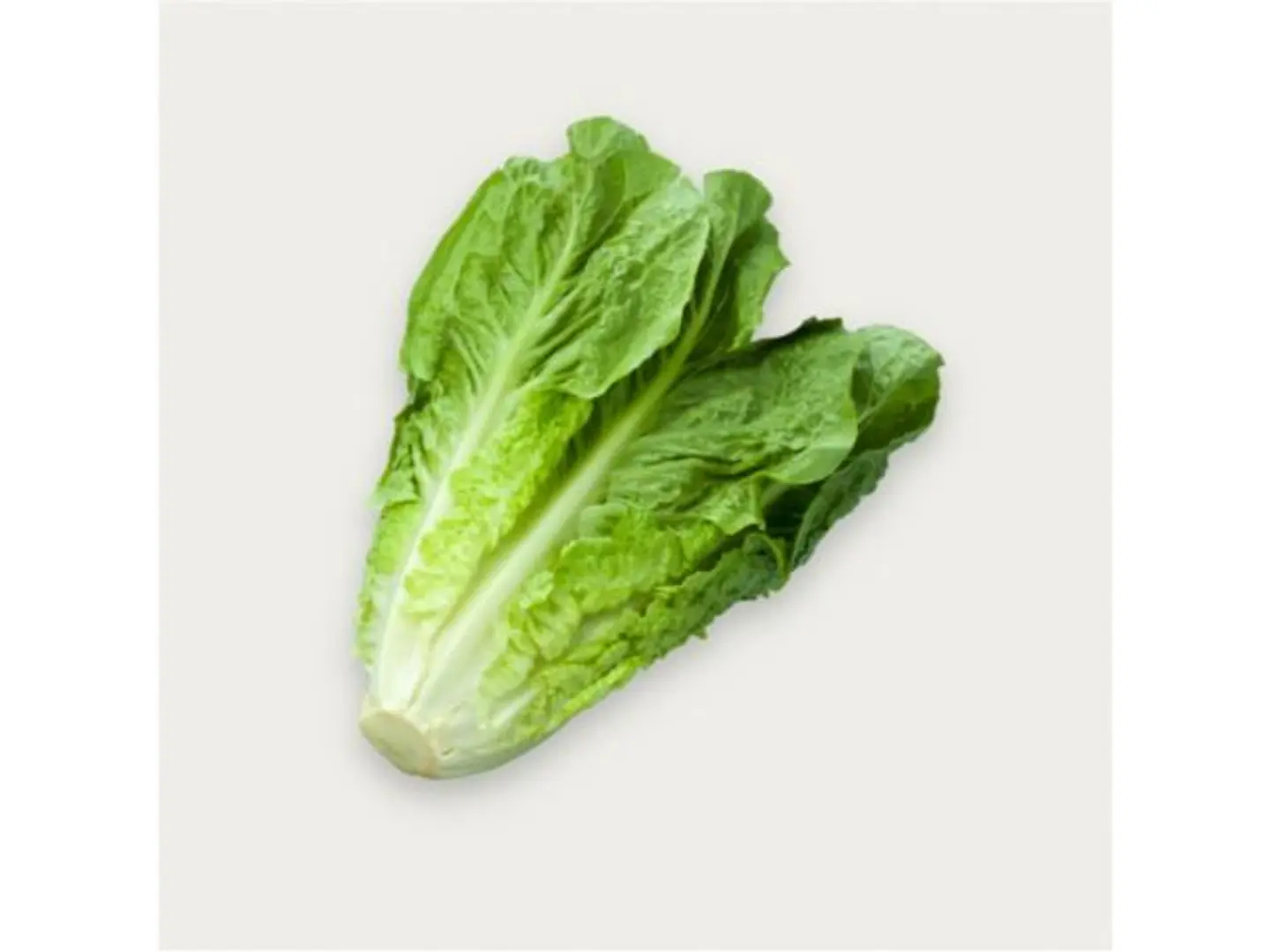 Local Lettuce