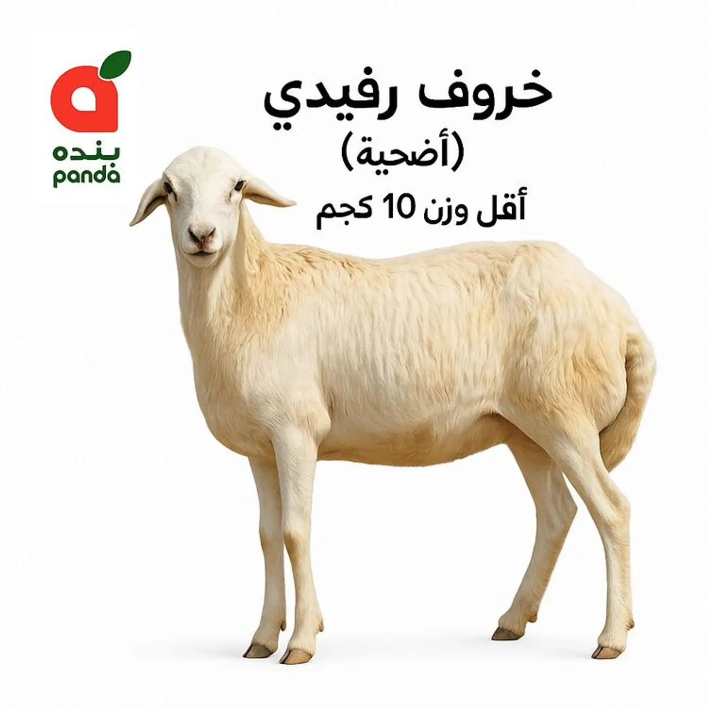 Fresh Refaidy Lamb (Adhia) Min Weight 11 Kg