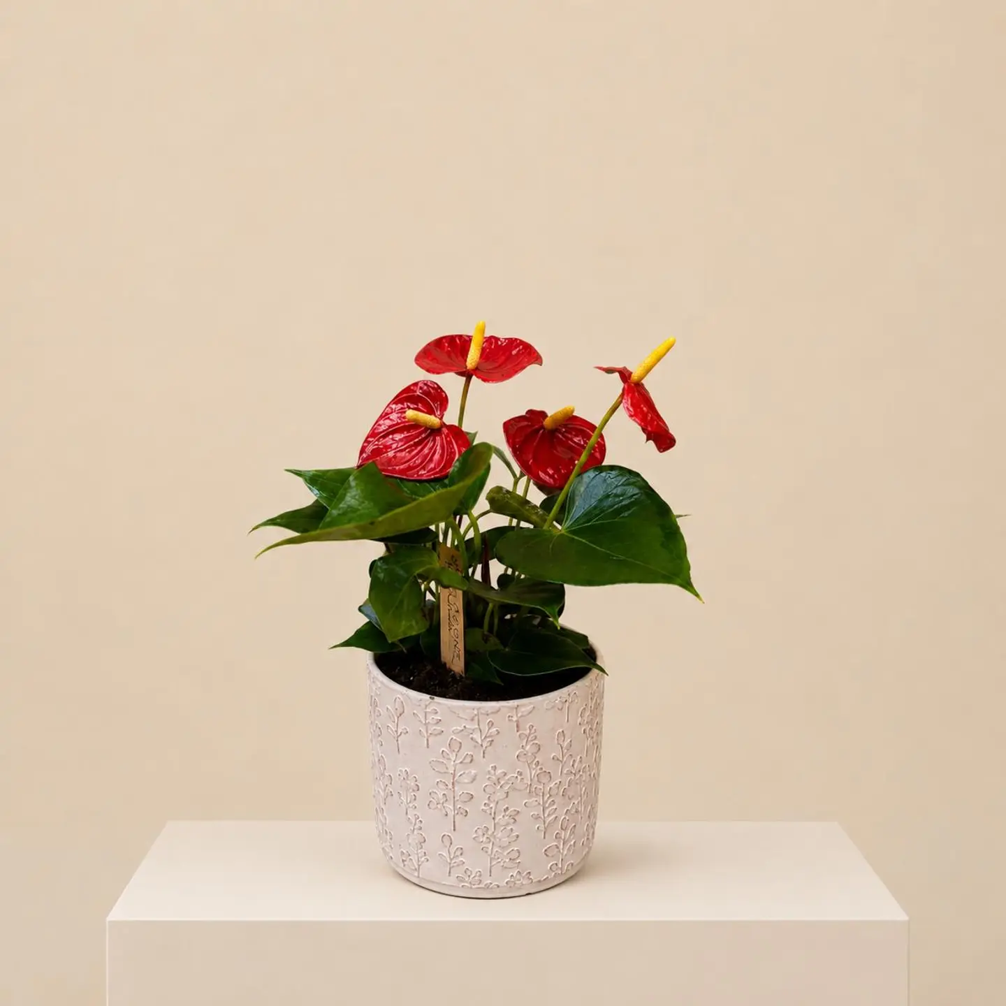 Luxury Anthurium