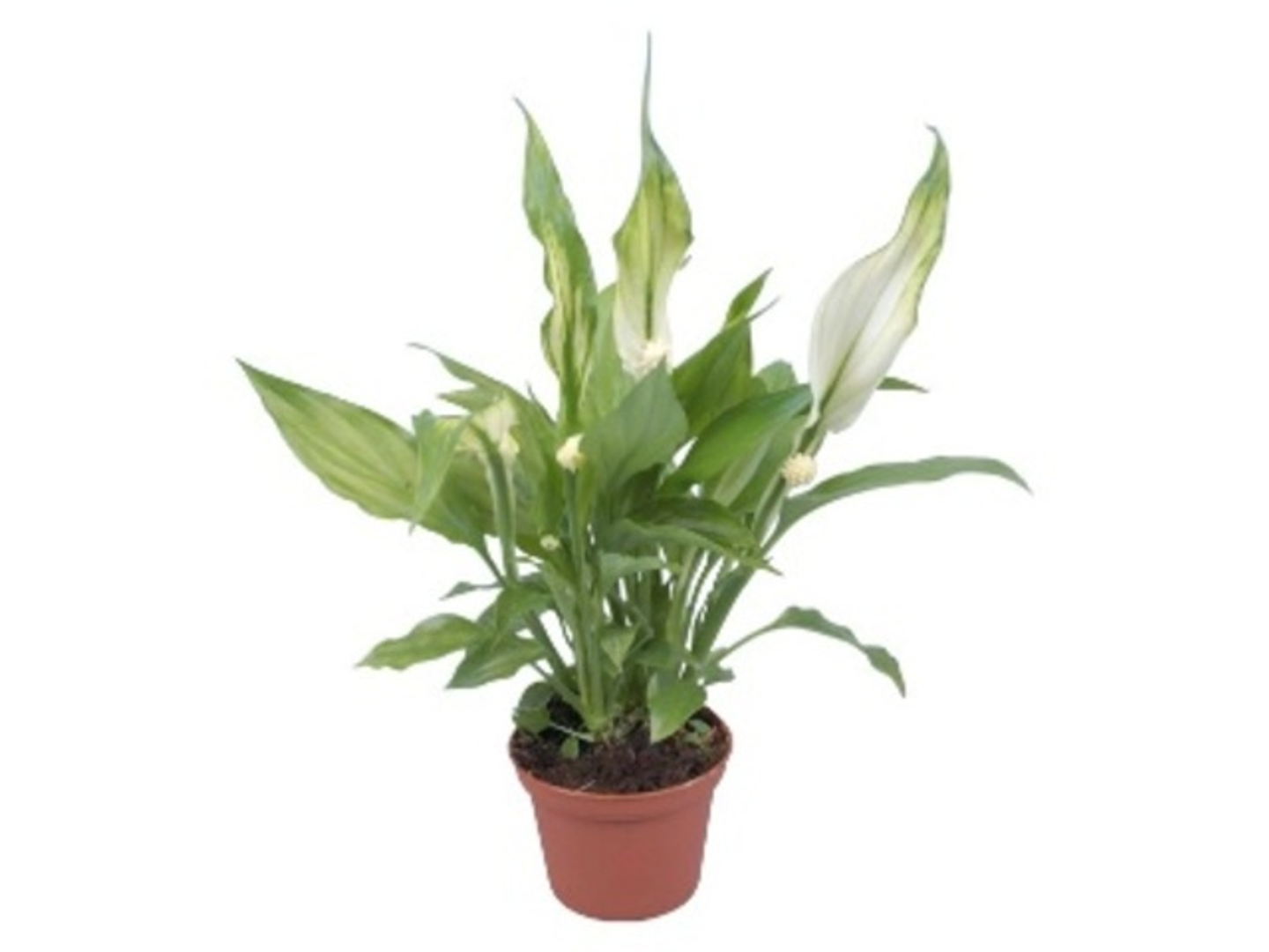Spathiphyllum P9
