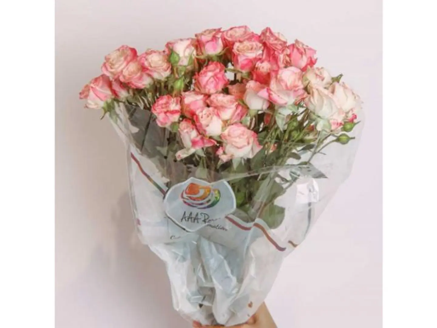 بنش بيبي روز وردي