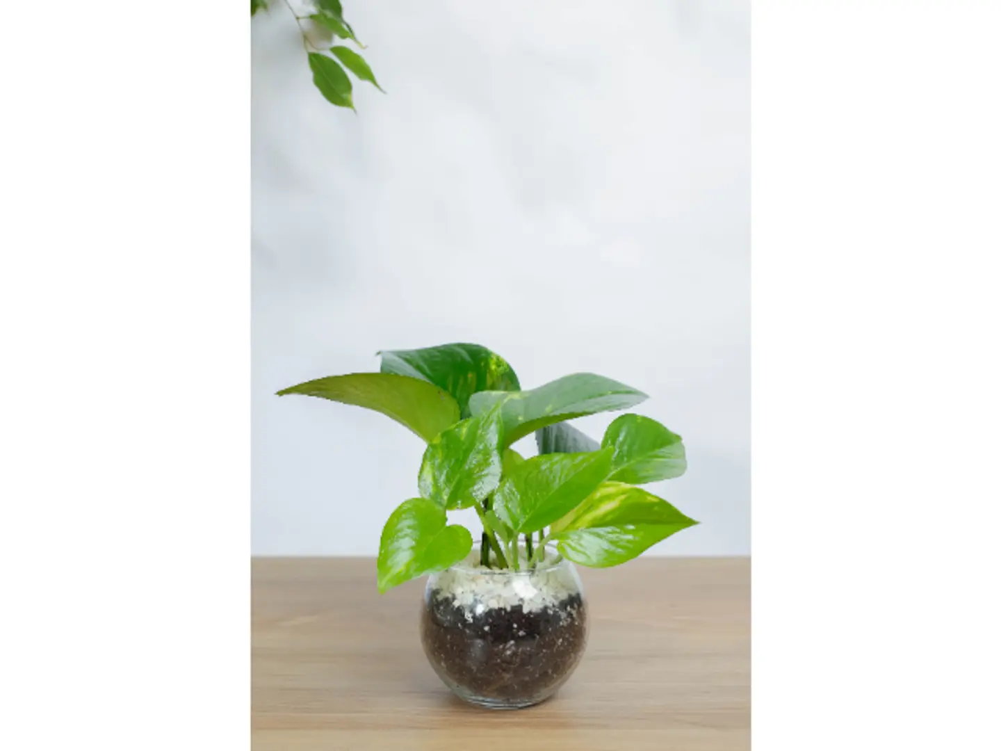 نبتة بوتس في فازه زجاج دائريه بشكل مميز