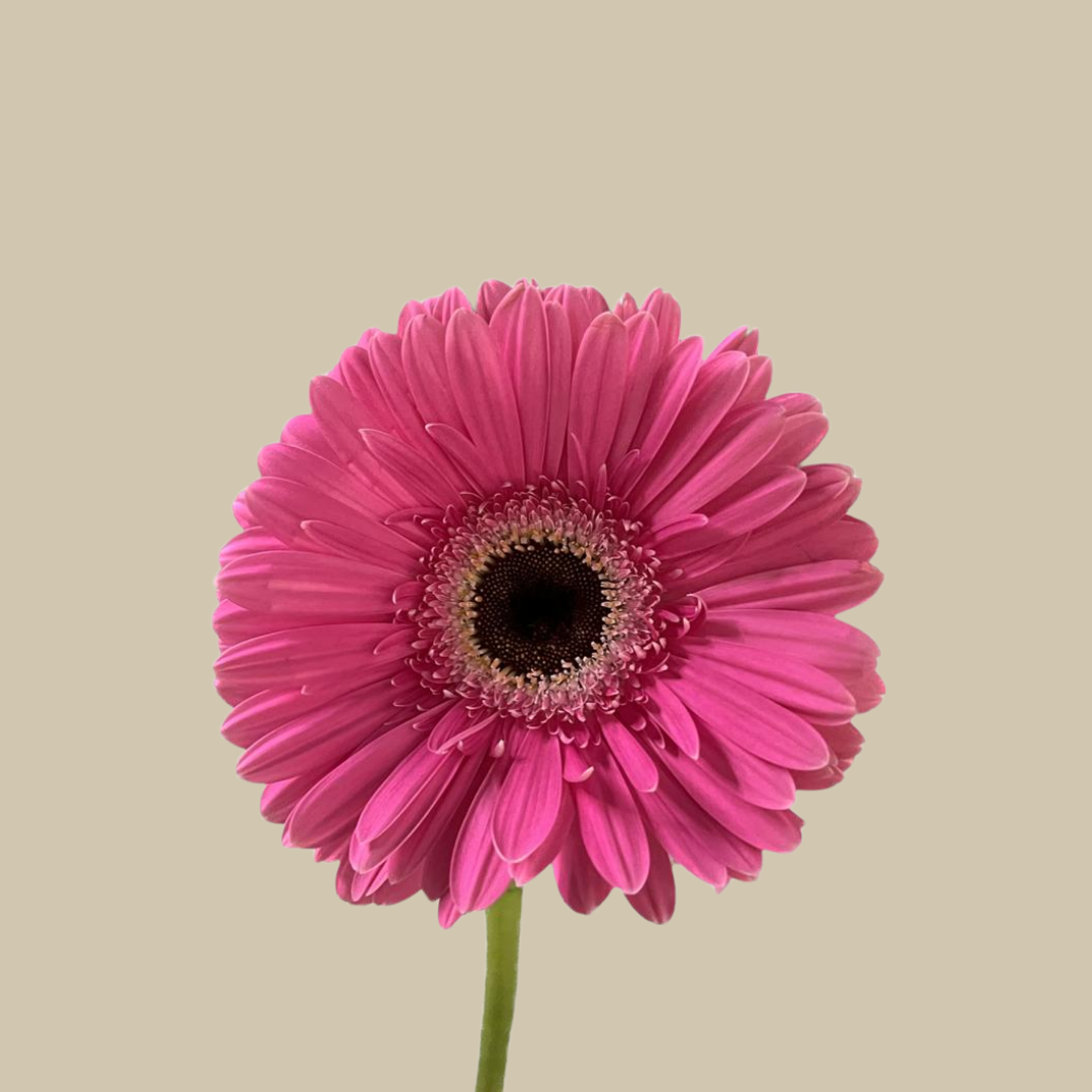 Gerberia Rose Pink
