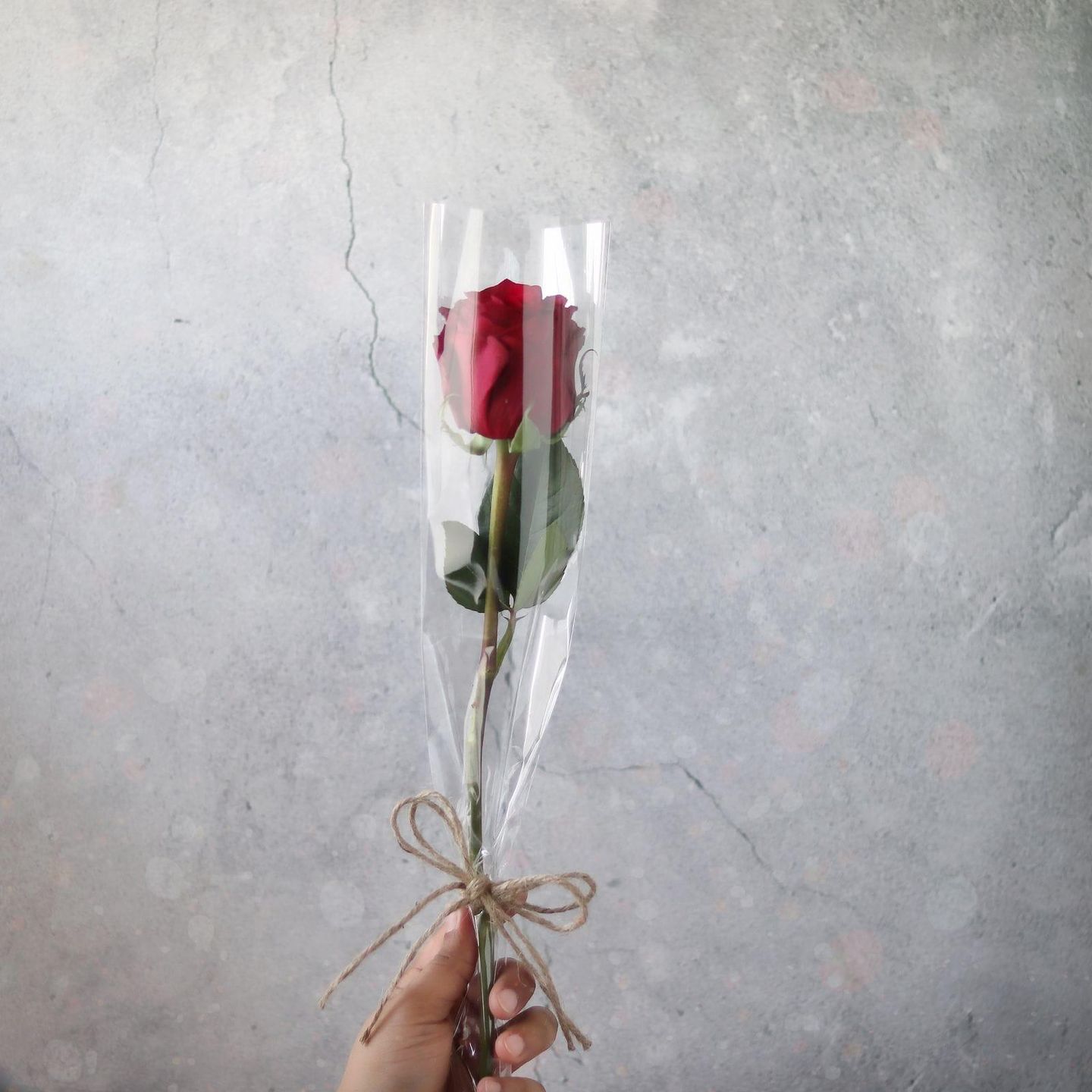 Red Jouri Rose