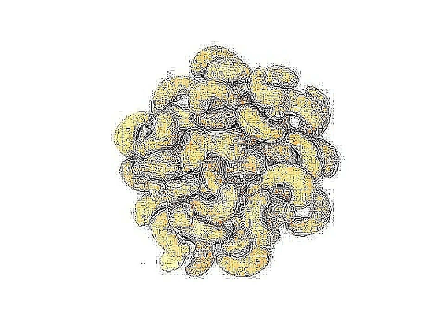Cashews
