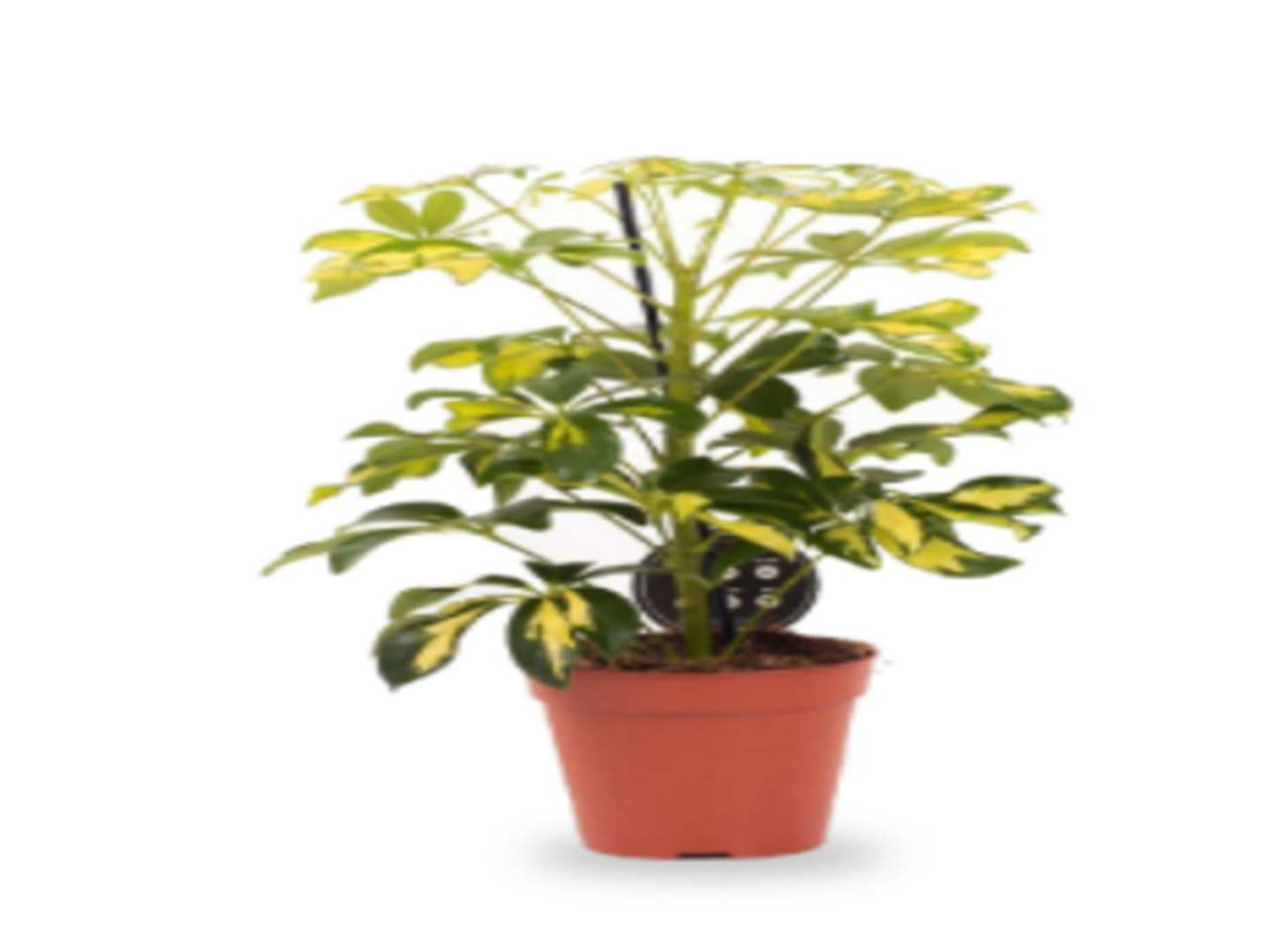 Schefflera Gold 3 Pp P20