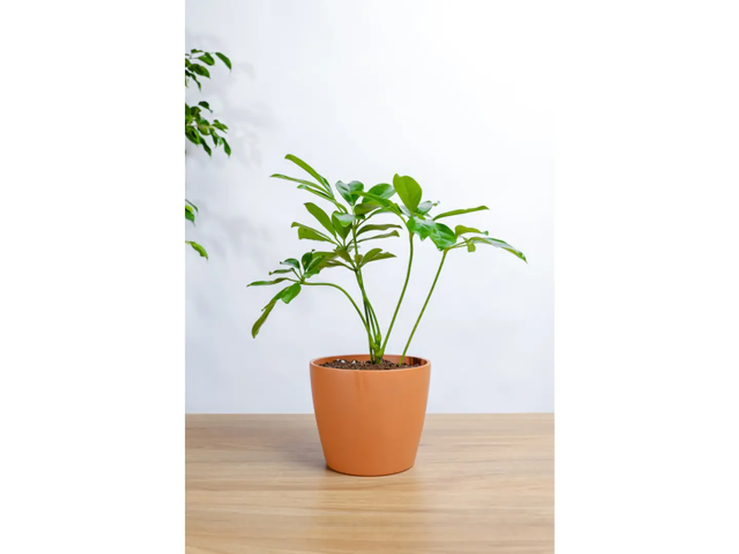 Schefflera Plant In An Orange Marble Basin
