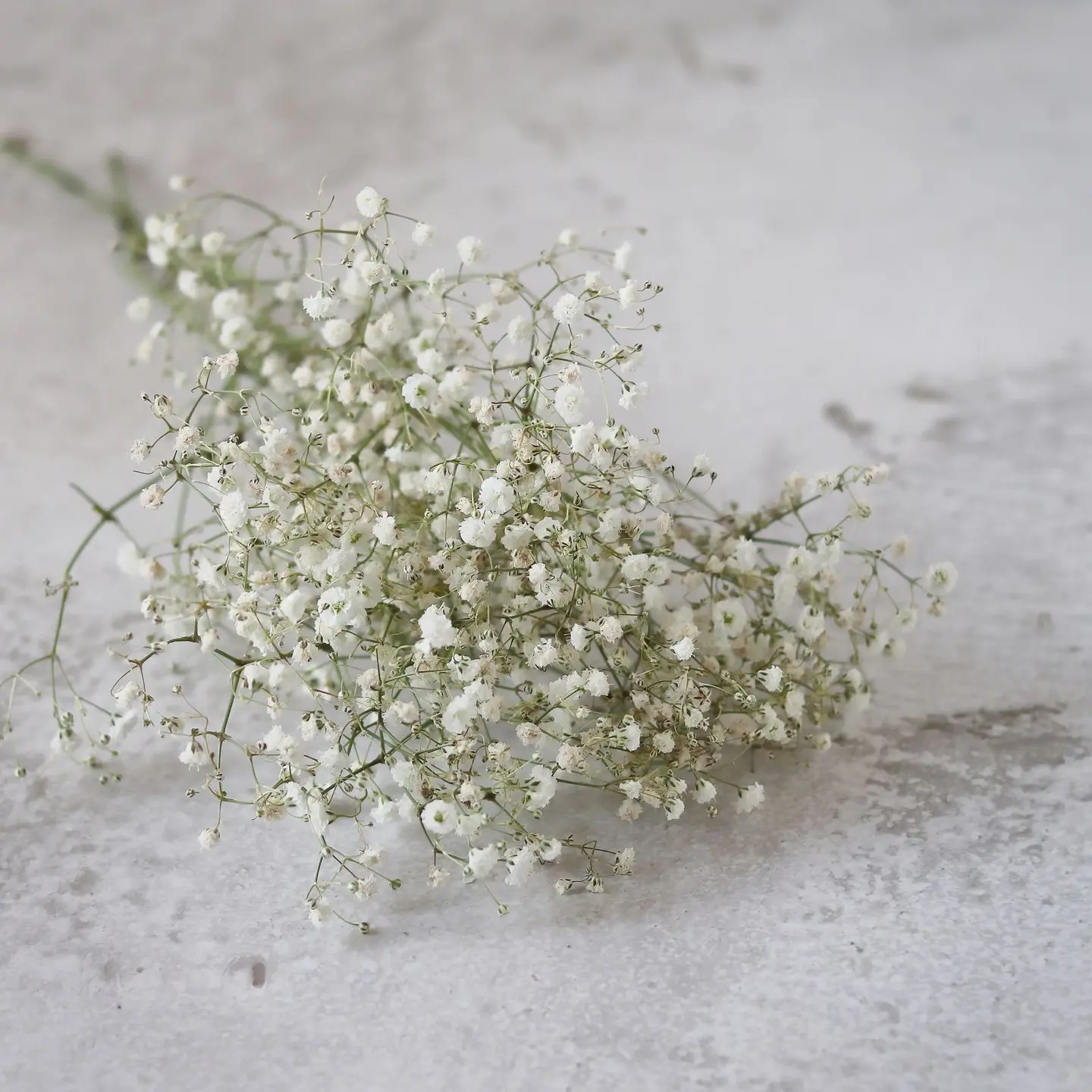 غصن جبسوفيليا ابيض طبيعي