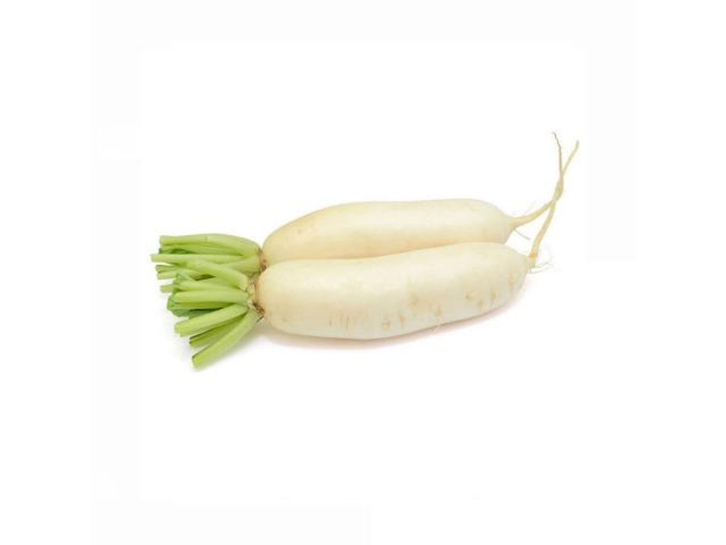 فجل ابيض