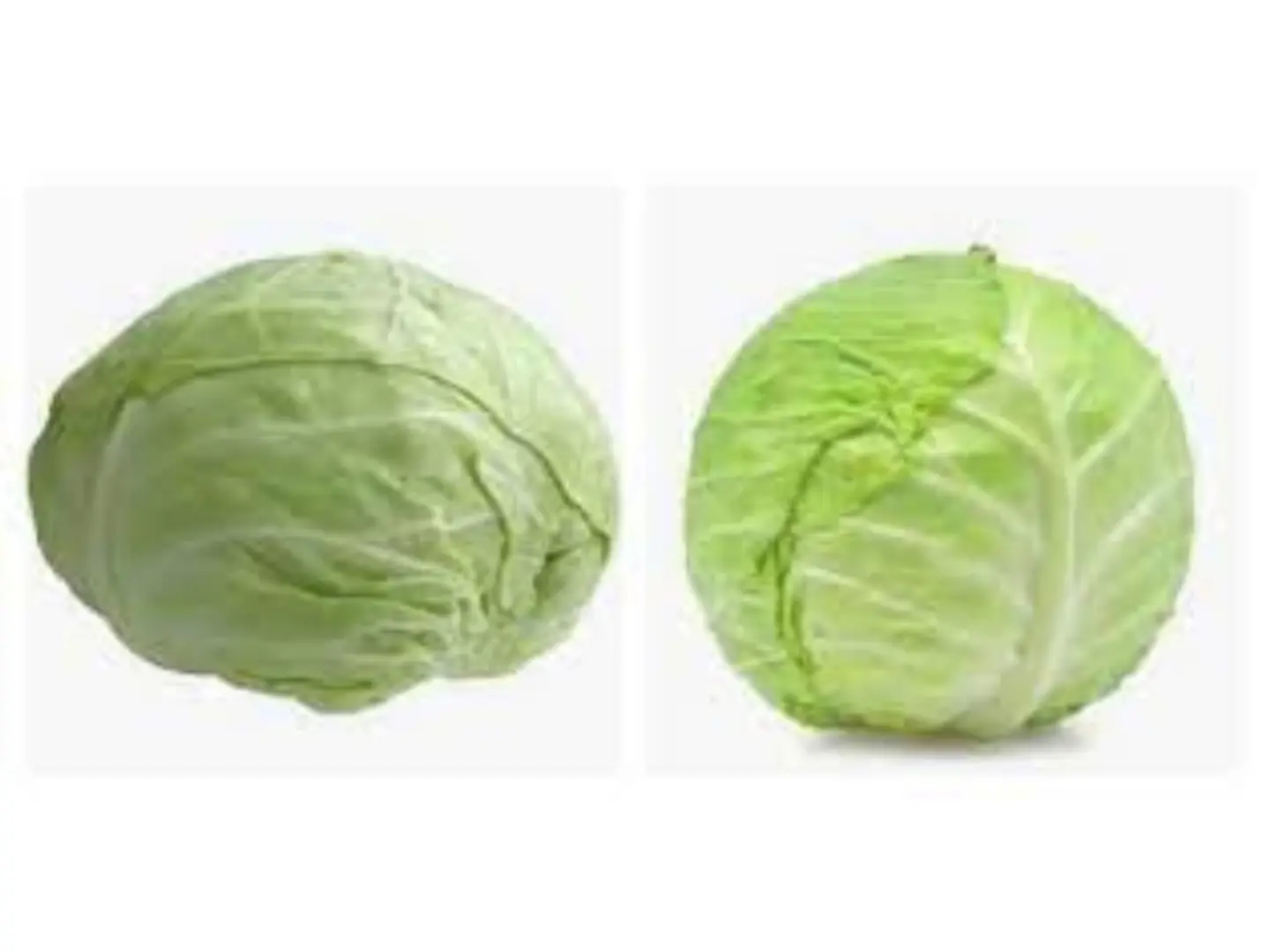 ملفوف اخضر عادي ( كرم )