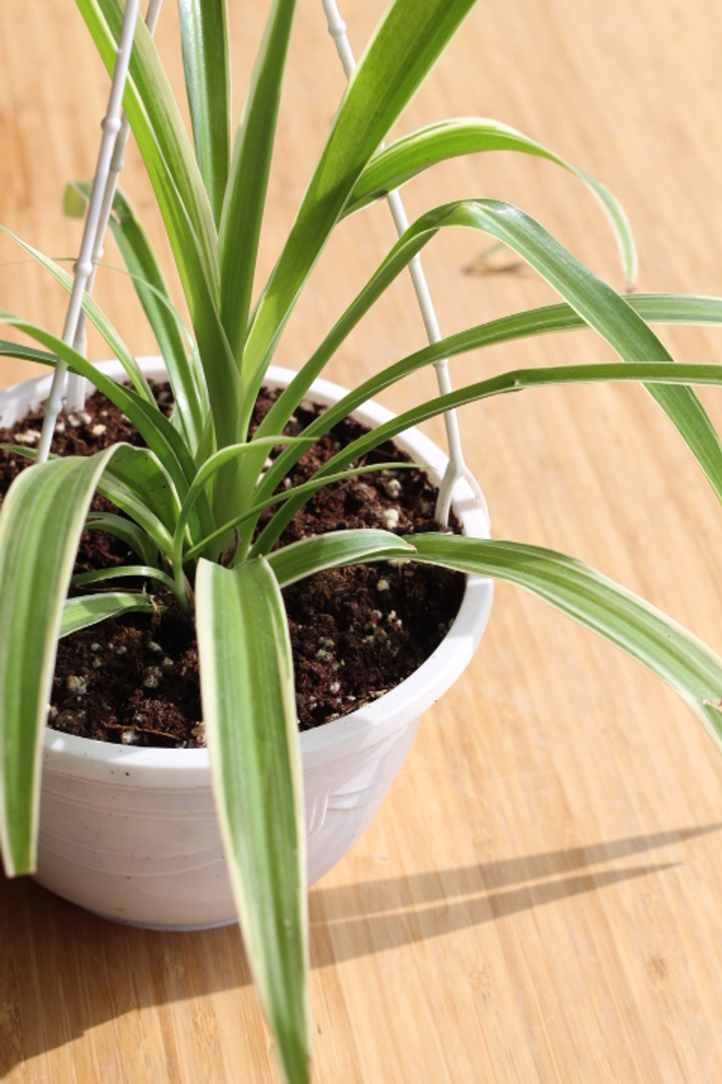 Hanging Spider Plant