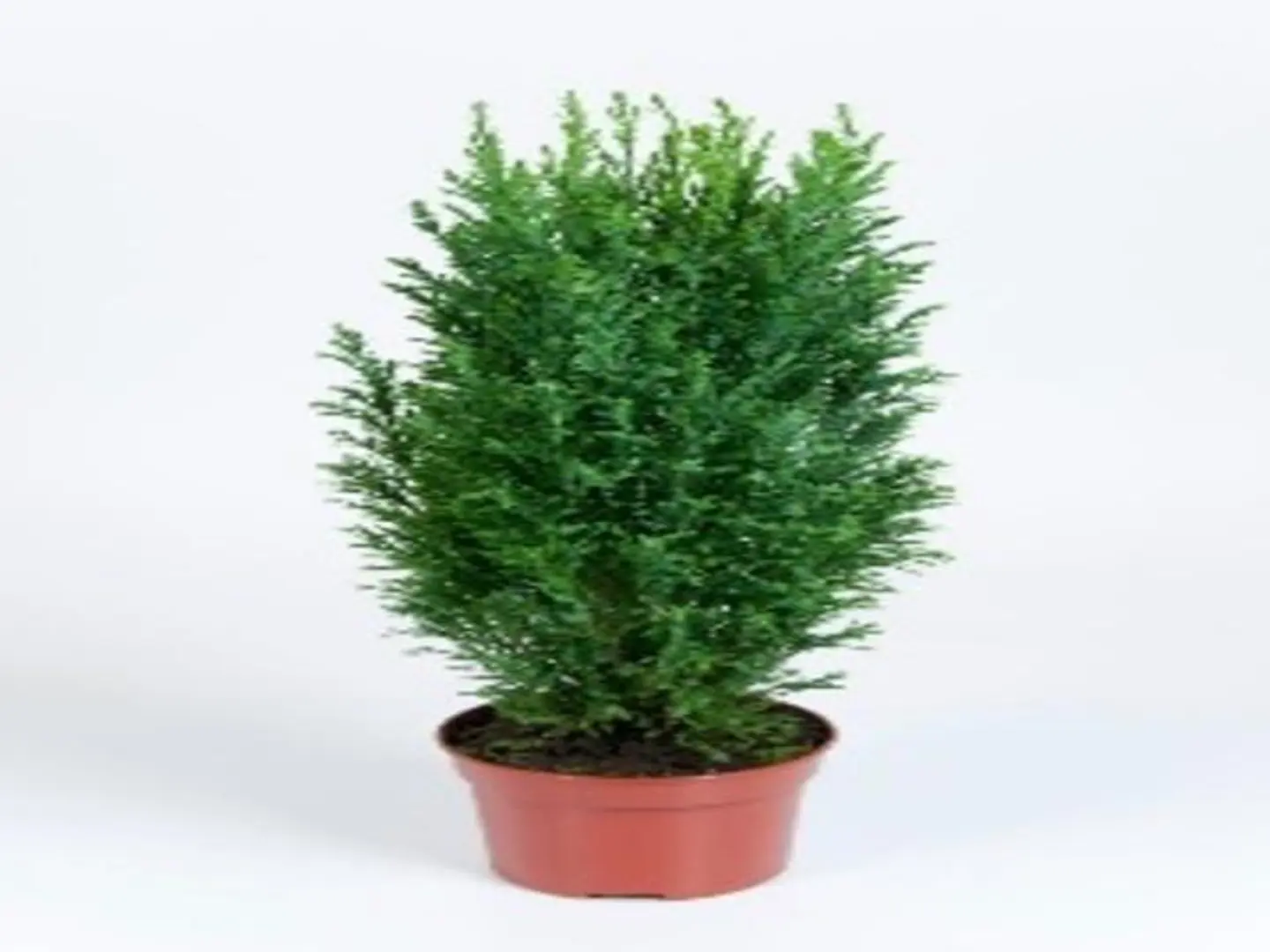 نبات السرو الكاذب