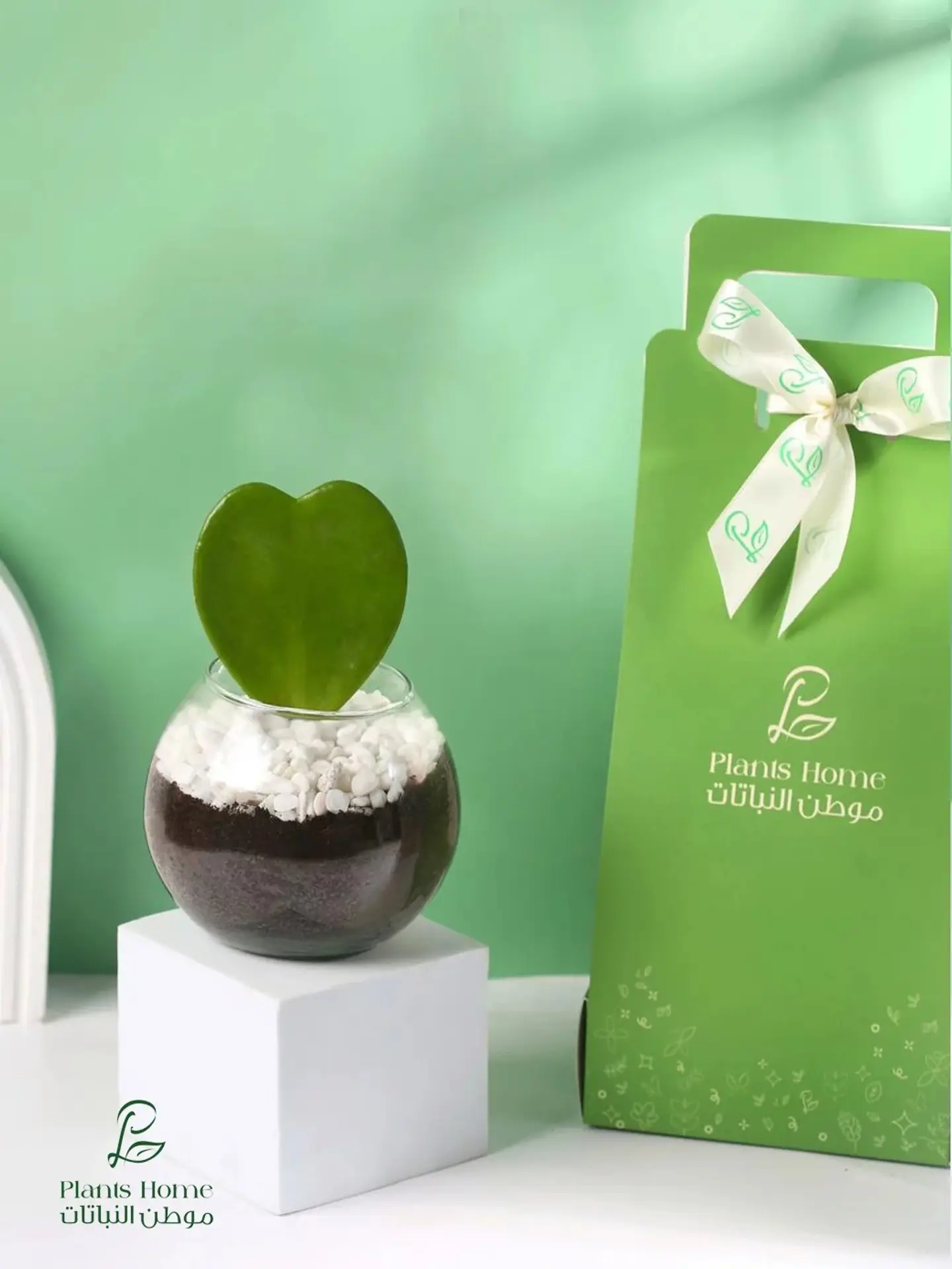 Luxury Gift Heart Plant In Glass Pot, Elegant Box & Gift Card