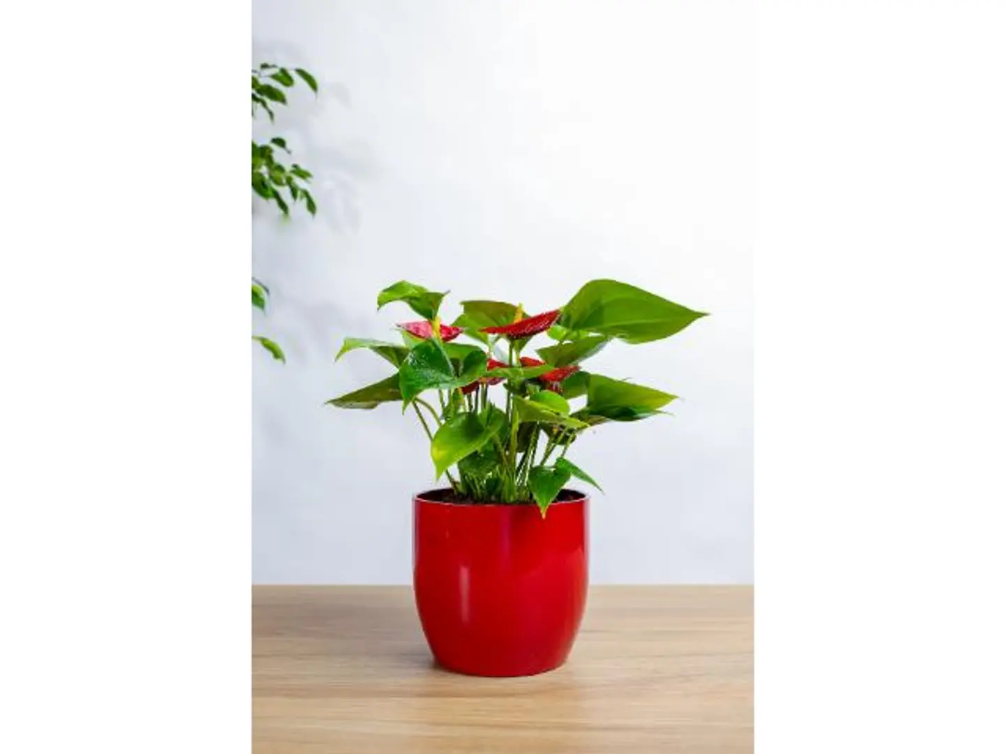 White Anthurium Plant In A Black Ceramic Pot