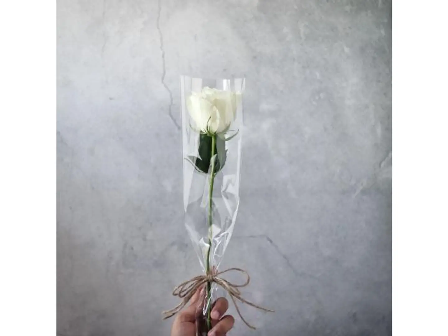 One White Rose