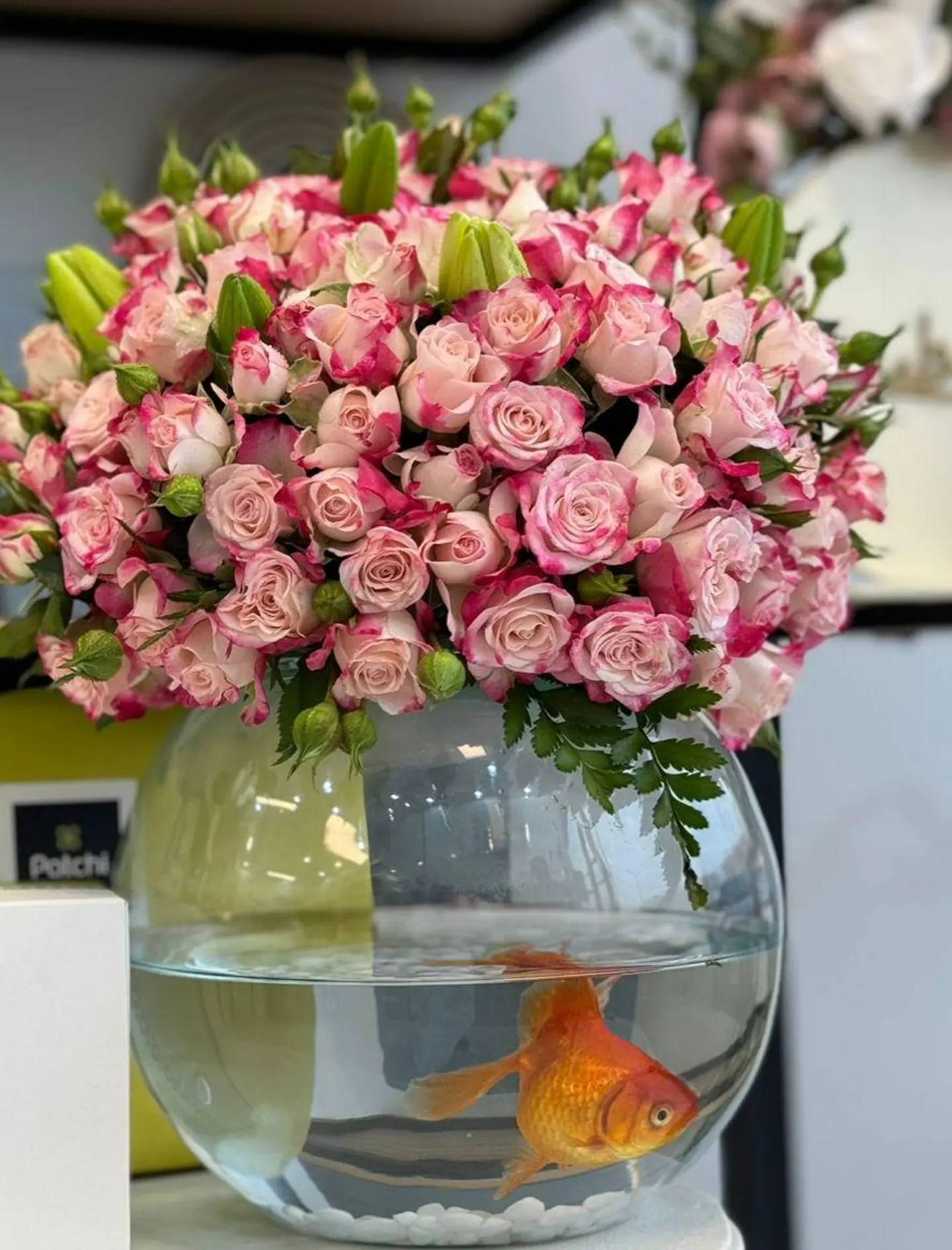 فازه ورد مع السمك الفايتر