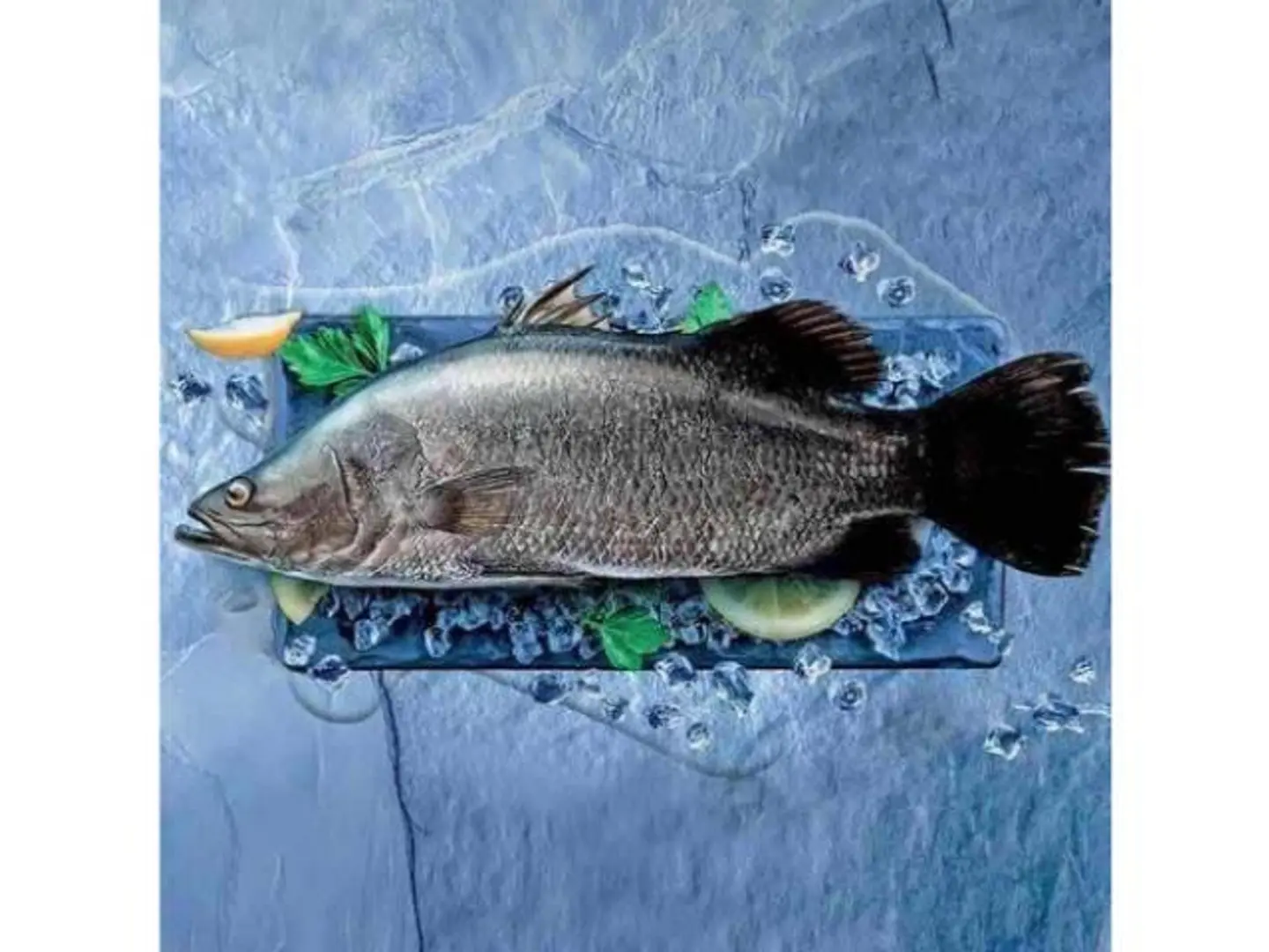 Bass