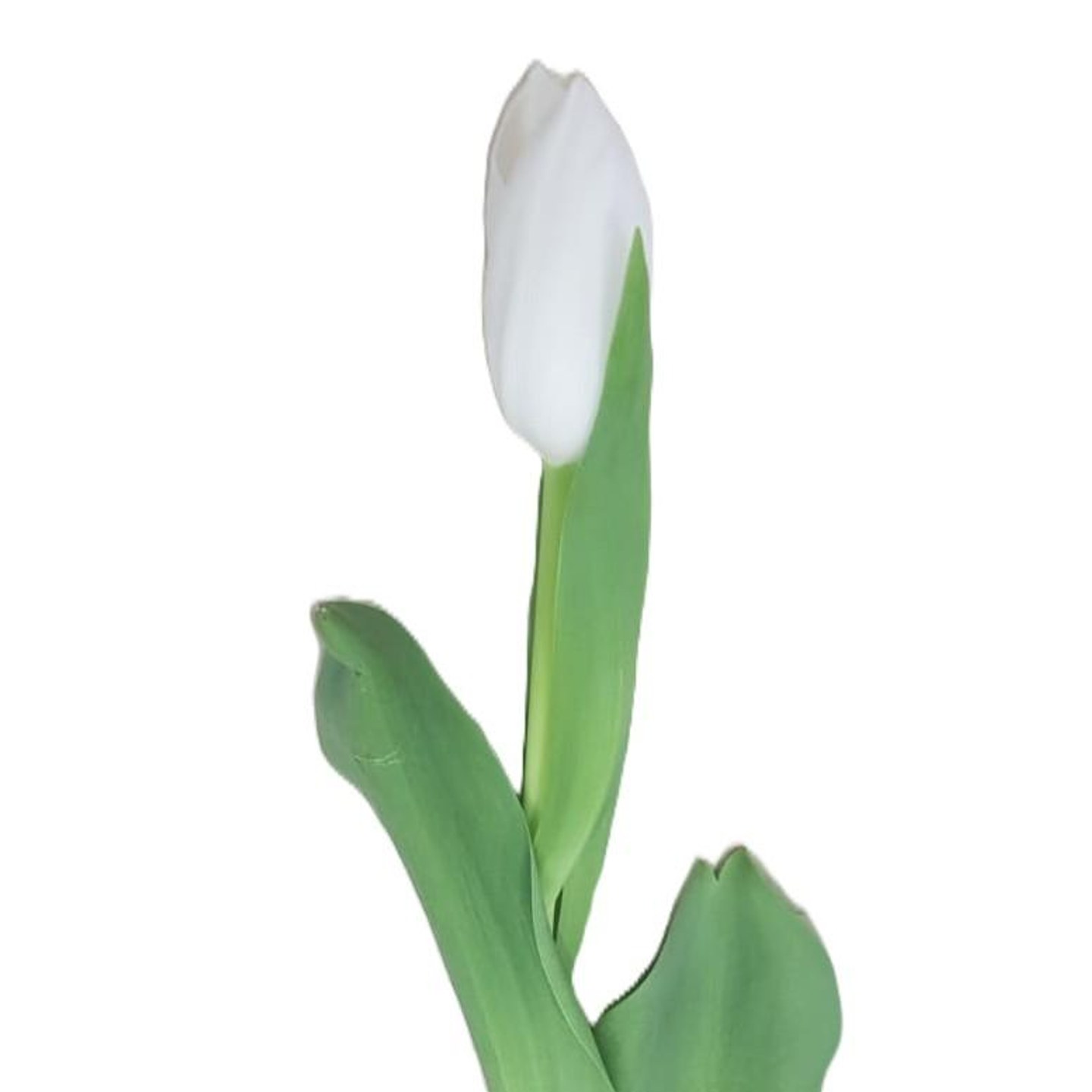 White Tulip
