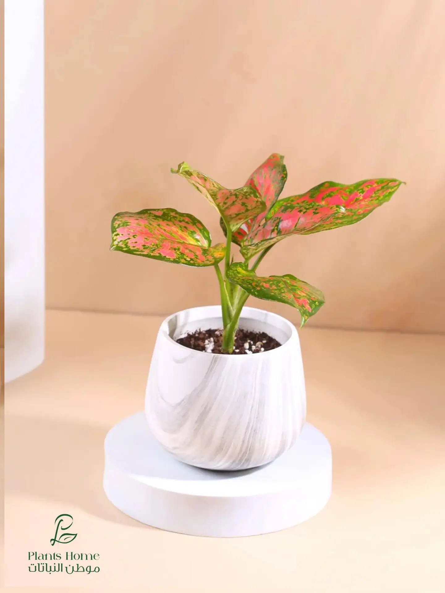 Red Aglaonema In Elegant White Marble Pot