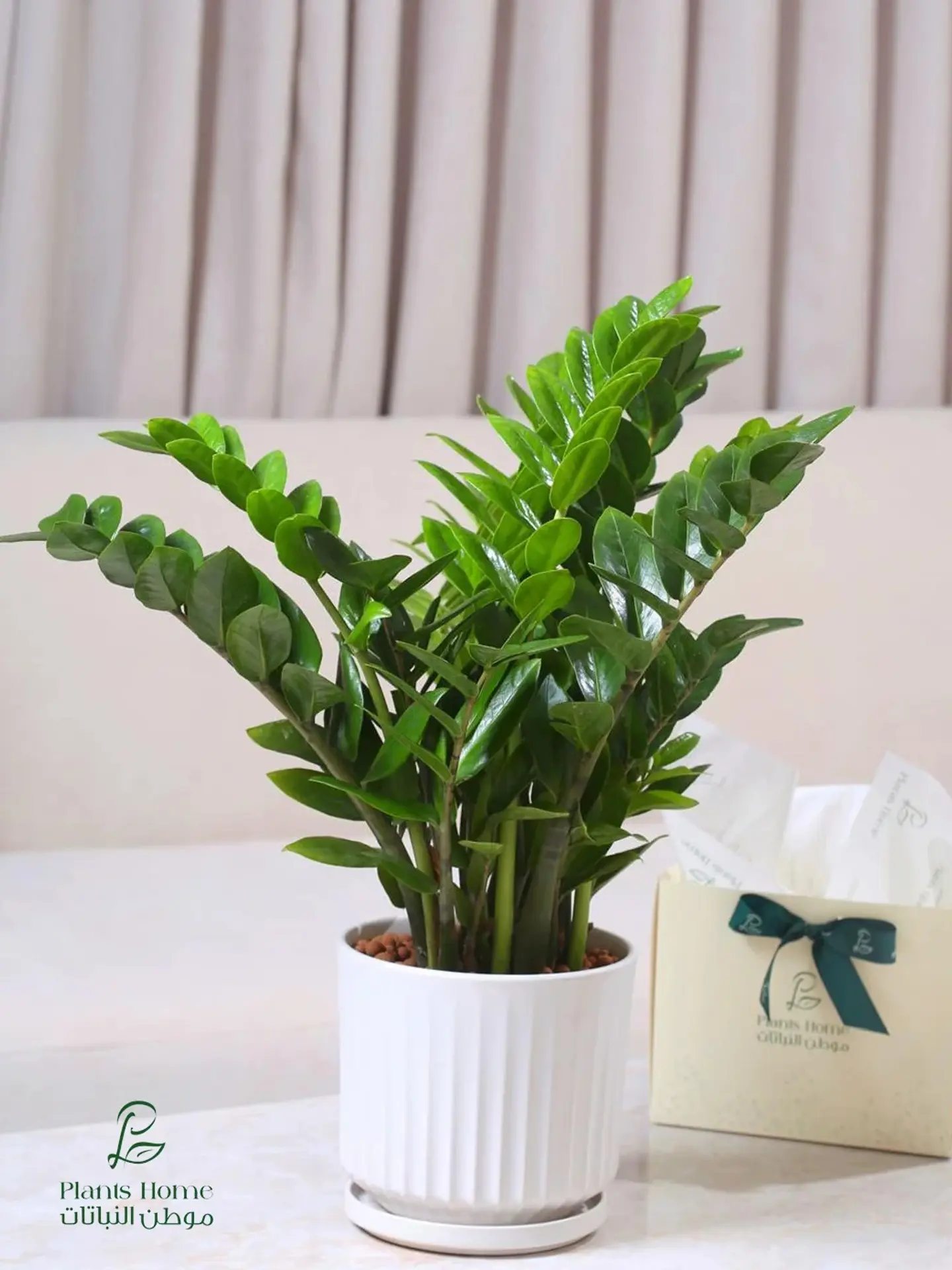 Large Zamioculcas In White Ceramic Pot With Lecca Stones, Luxury Box & Gift Card