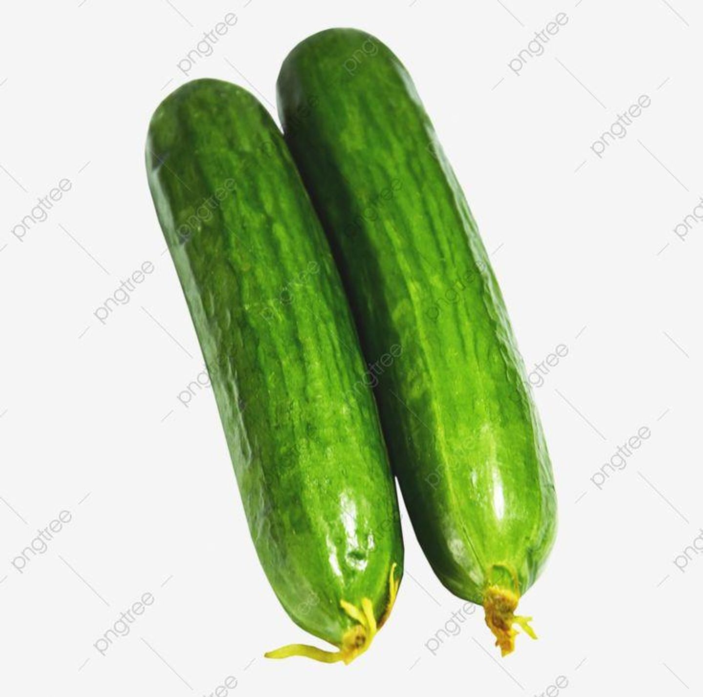 Cucumber