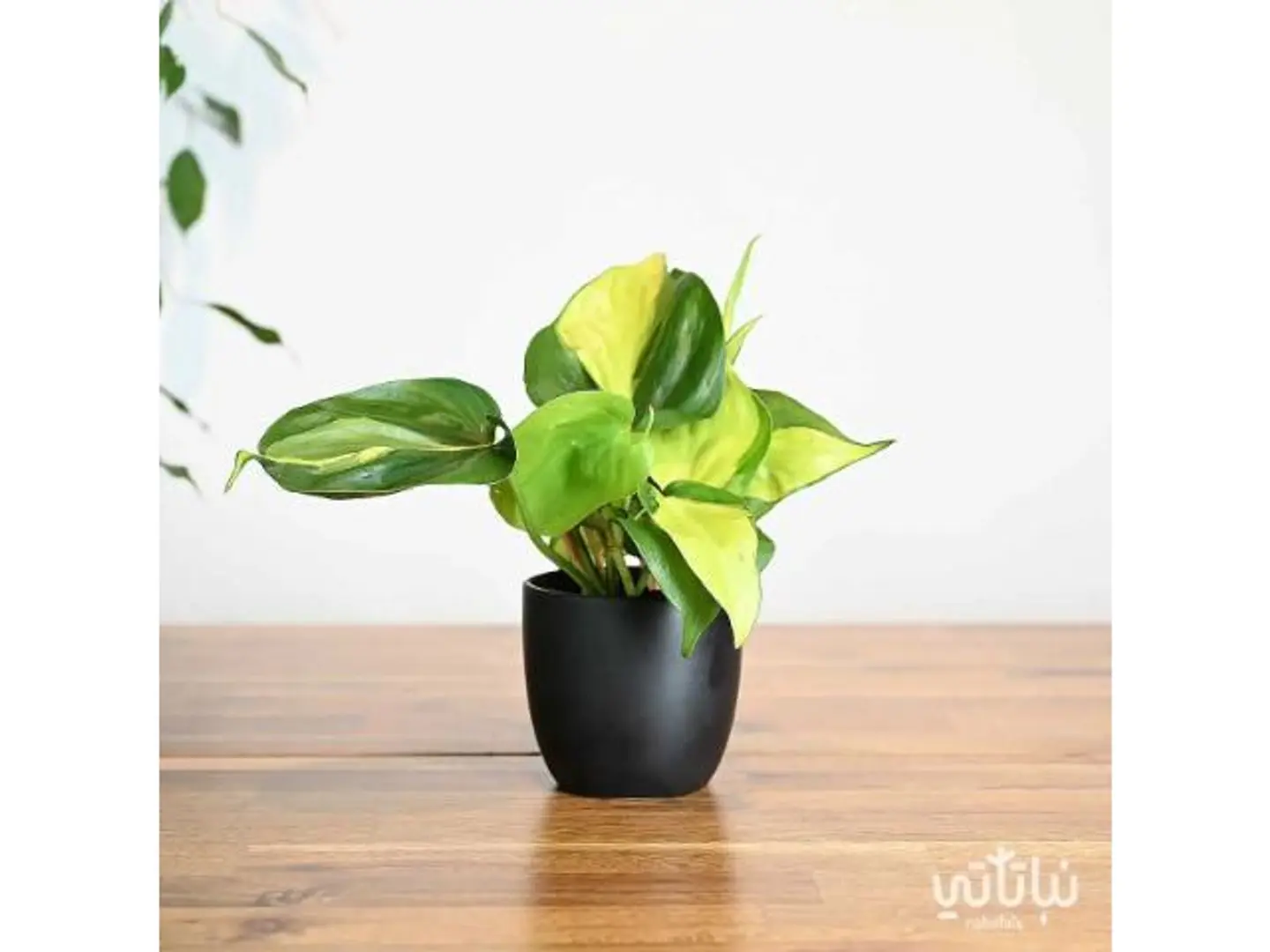 Philodendron Brasil
