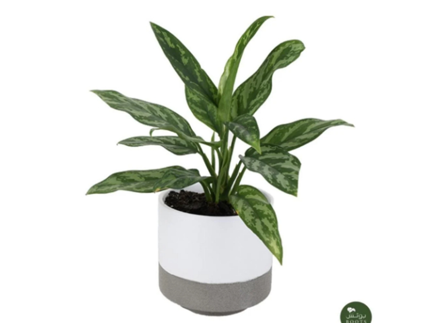 28 Aglaonema Plant In White Ceramic