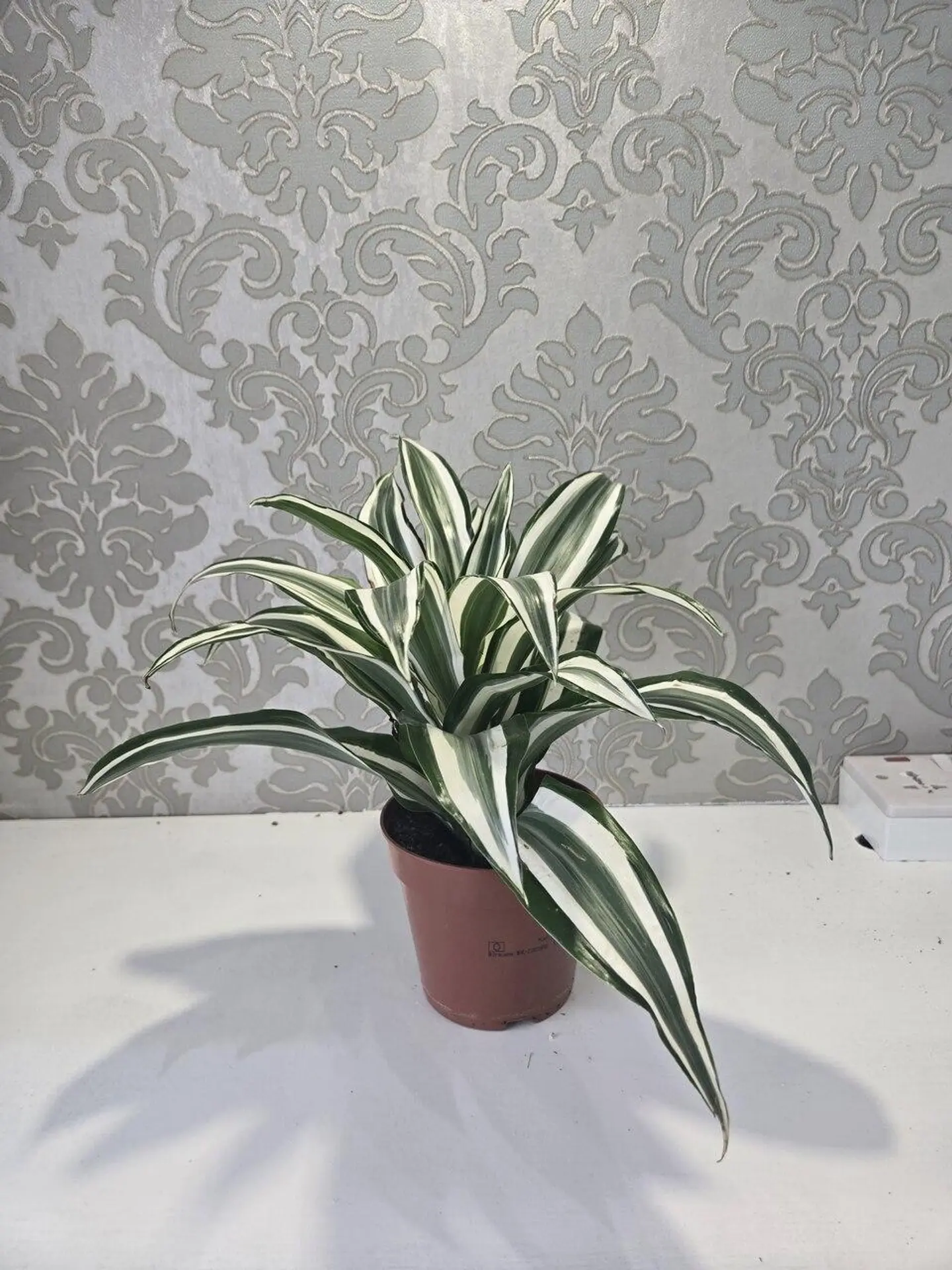 دراسينا فراجرانس