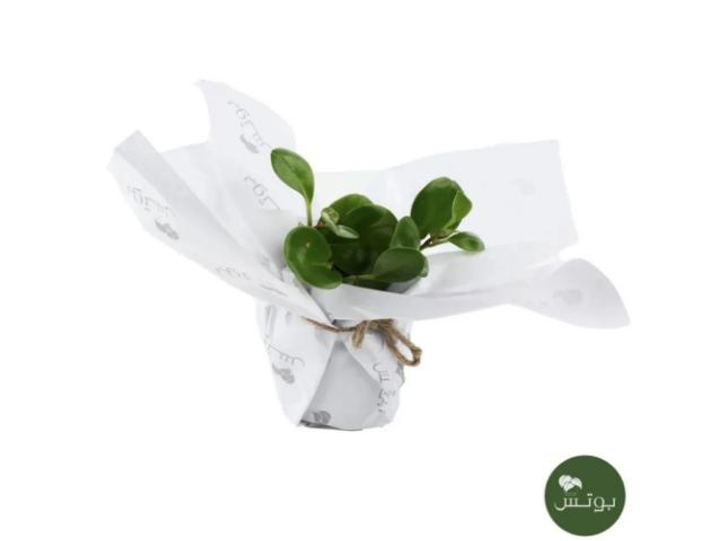 47  Bibromia Plant Coated With Paper