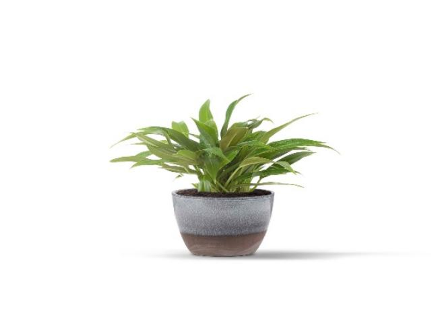 Philodendron Plant In A Ceramic Pot