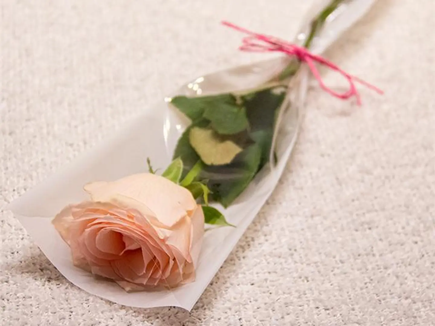 Light Pink Rose