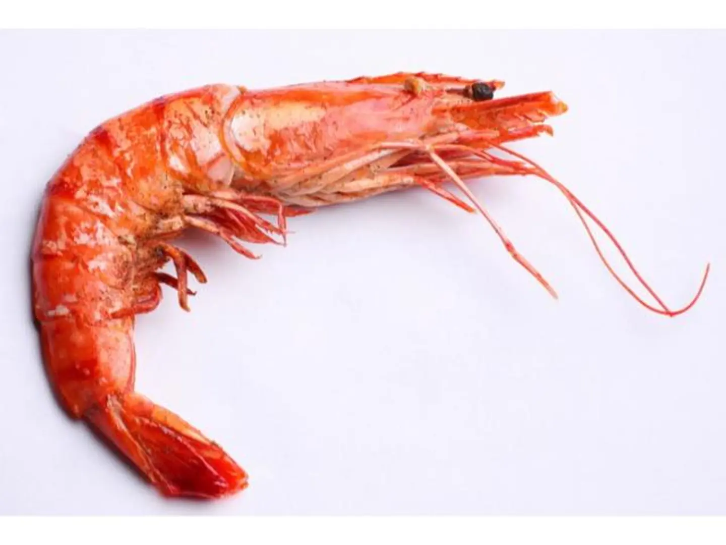 Shrimp