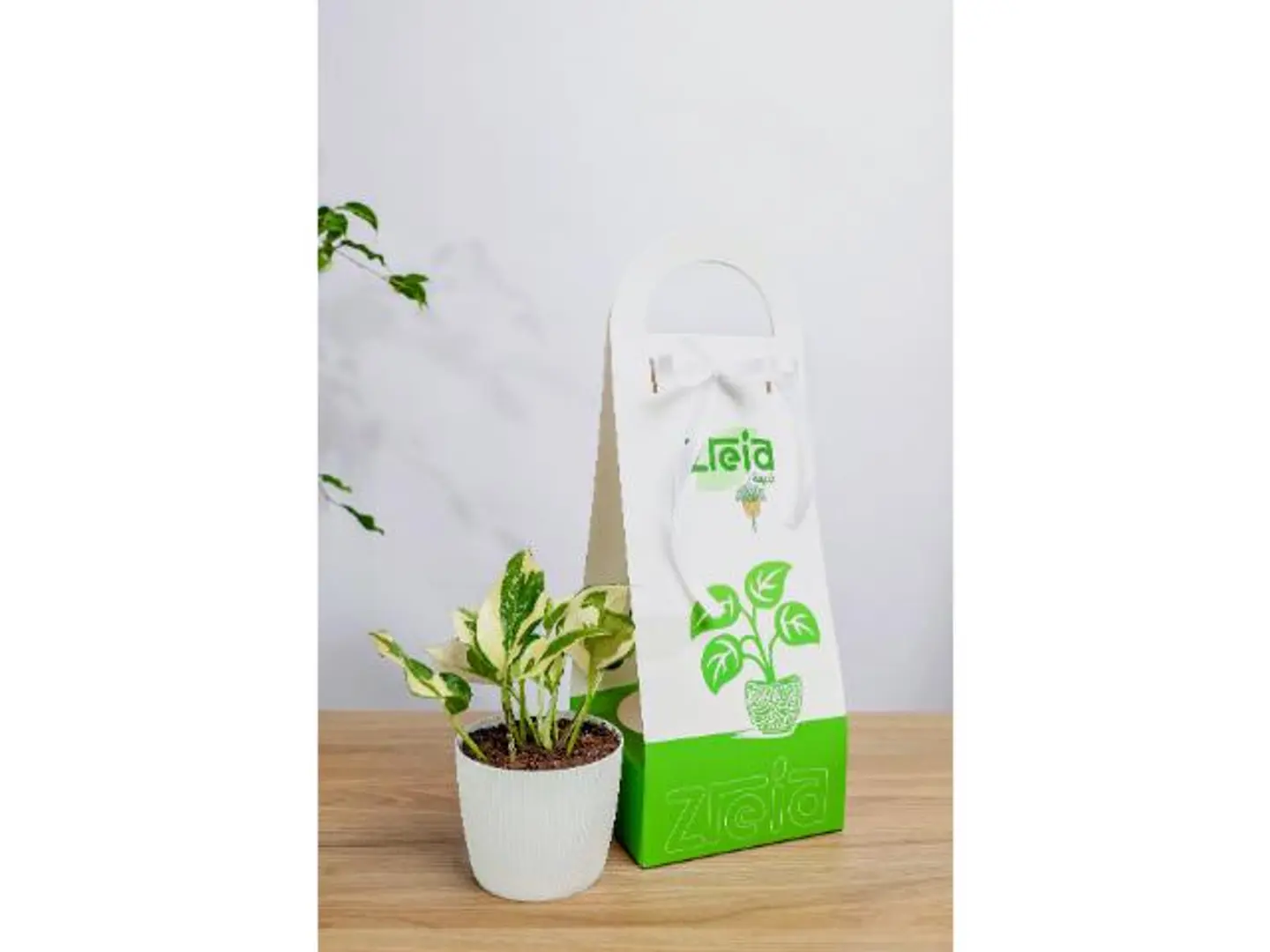 Enjoy Pothos Plant Holder Gift