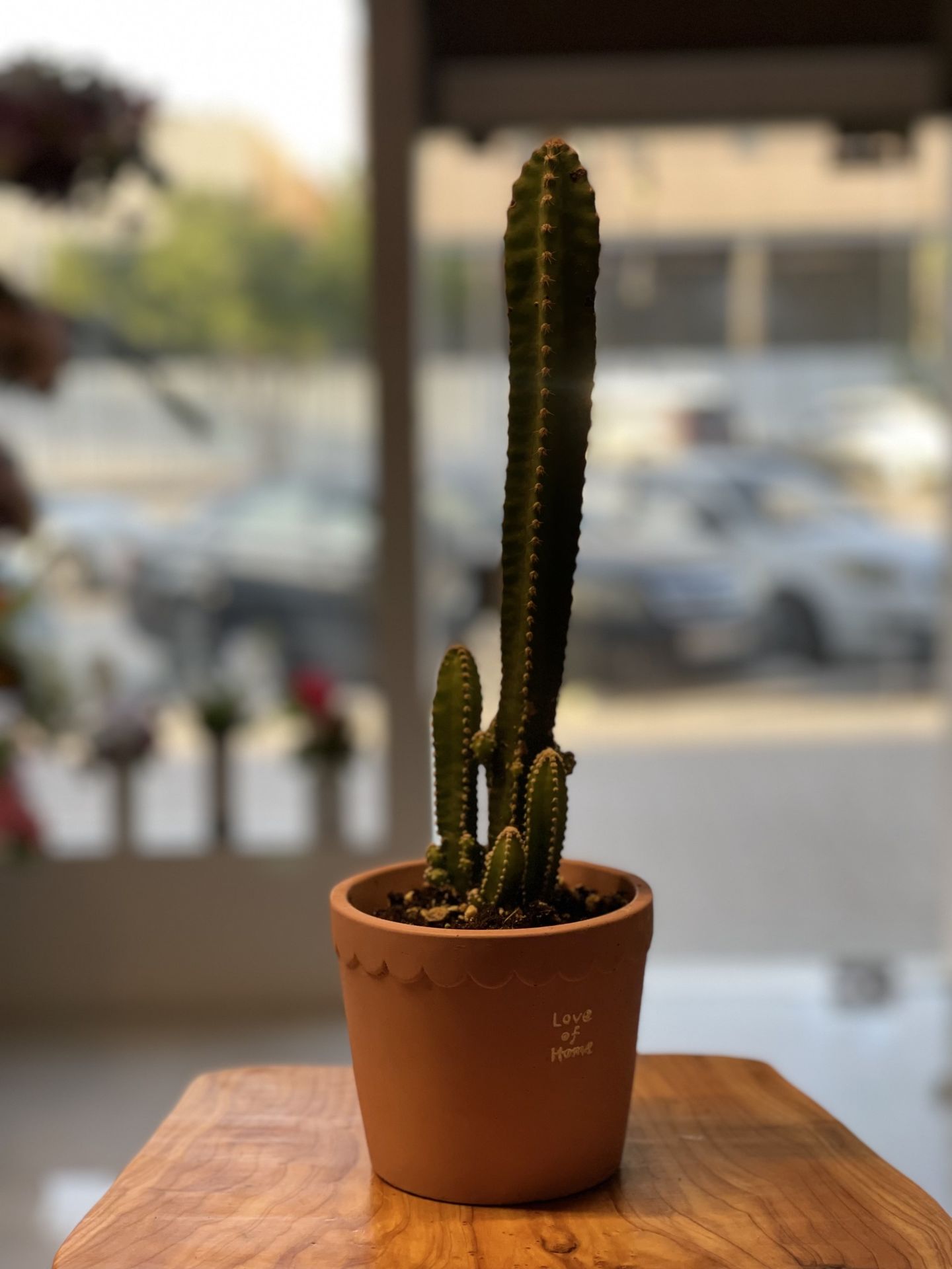 نبتة الصبارنزل-02