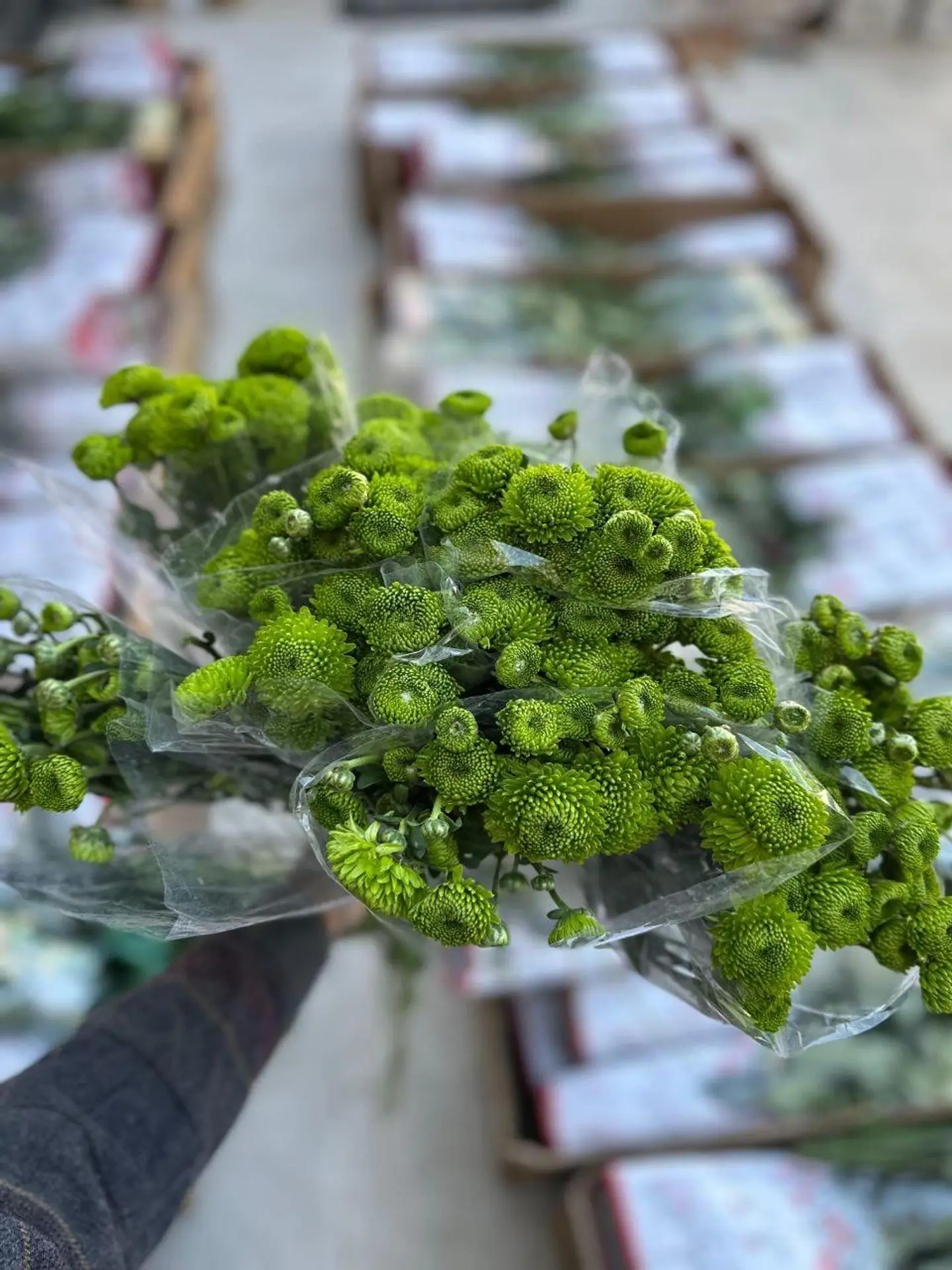 ربطة كريز اخضر