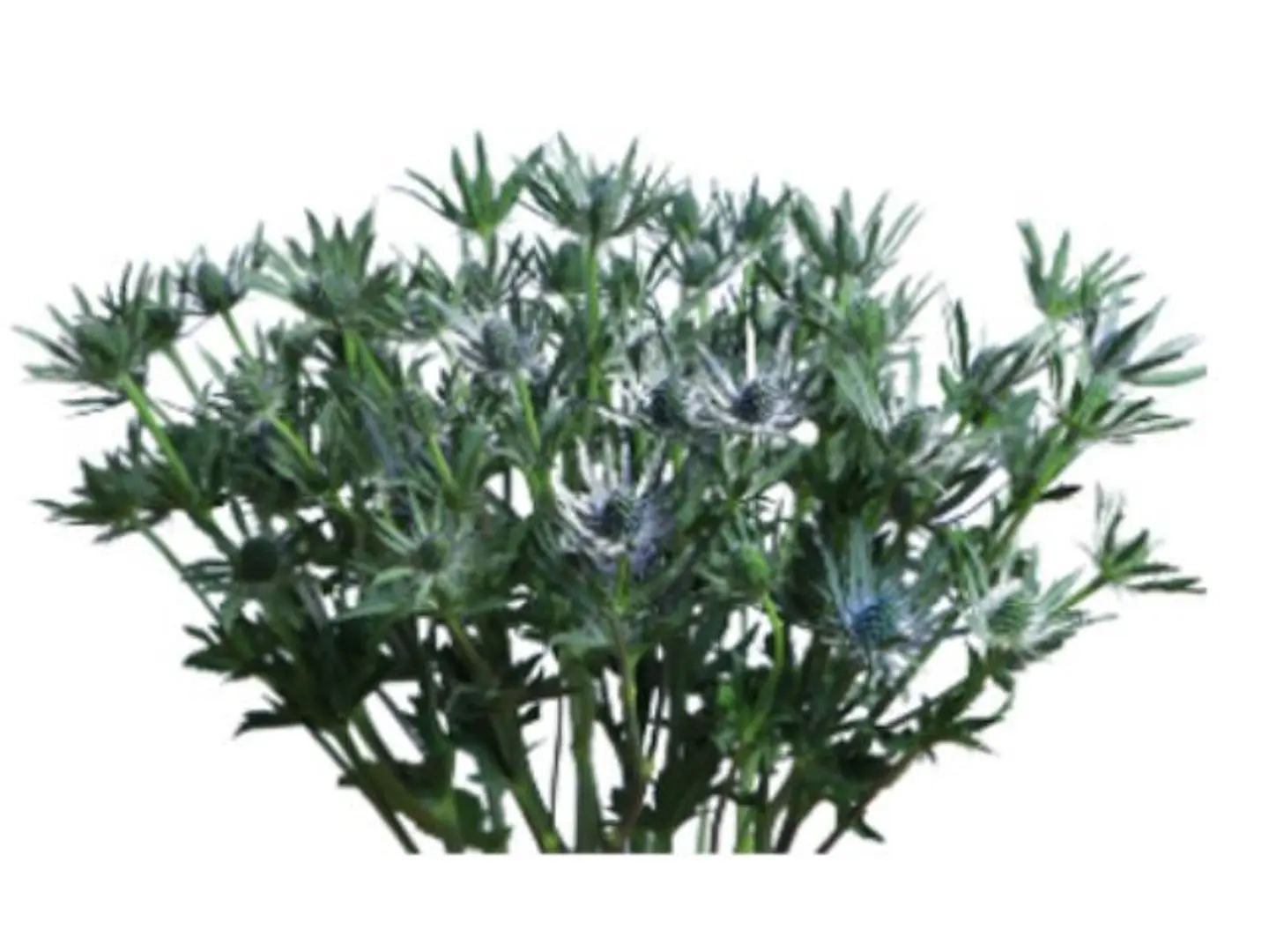 Eryngium