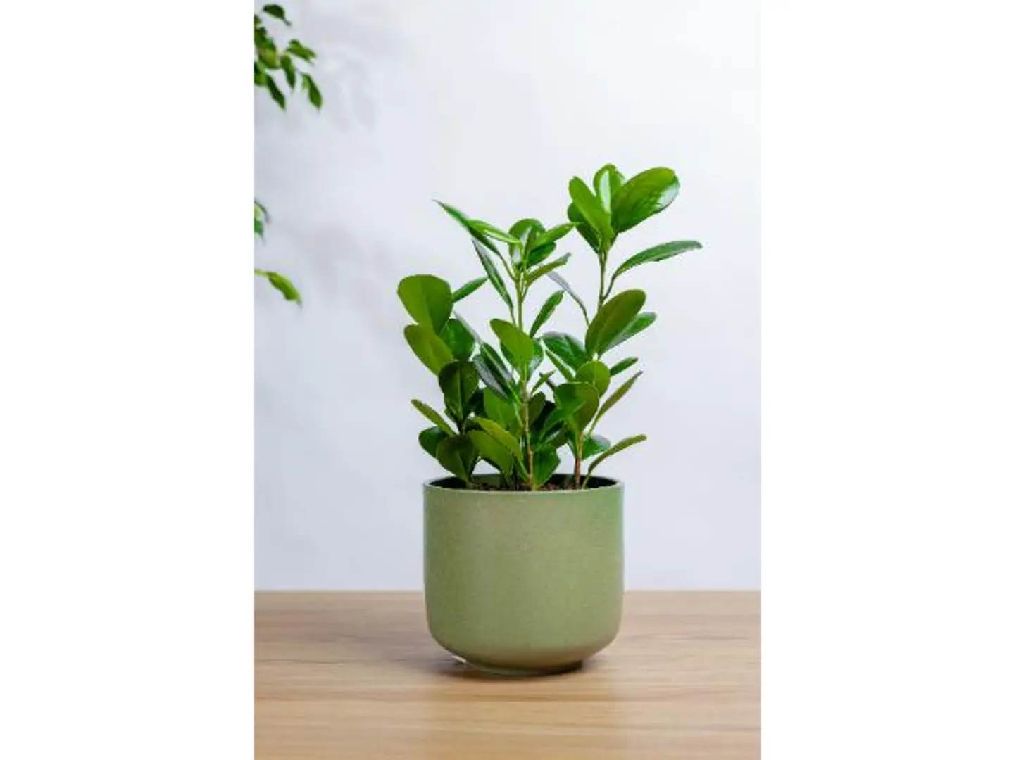 Ficus Panda Plant In A Green Marble Basin