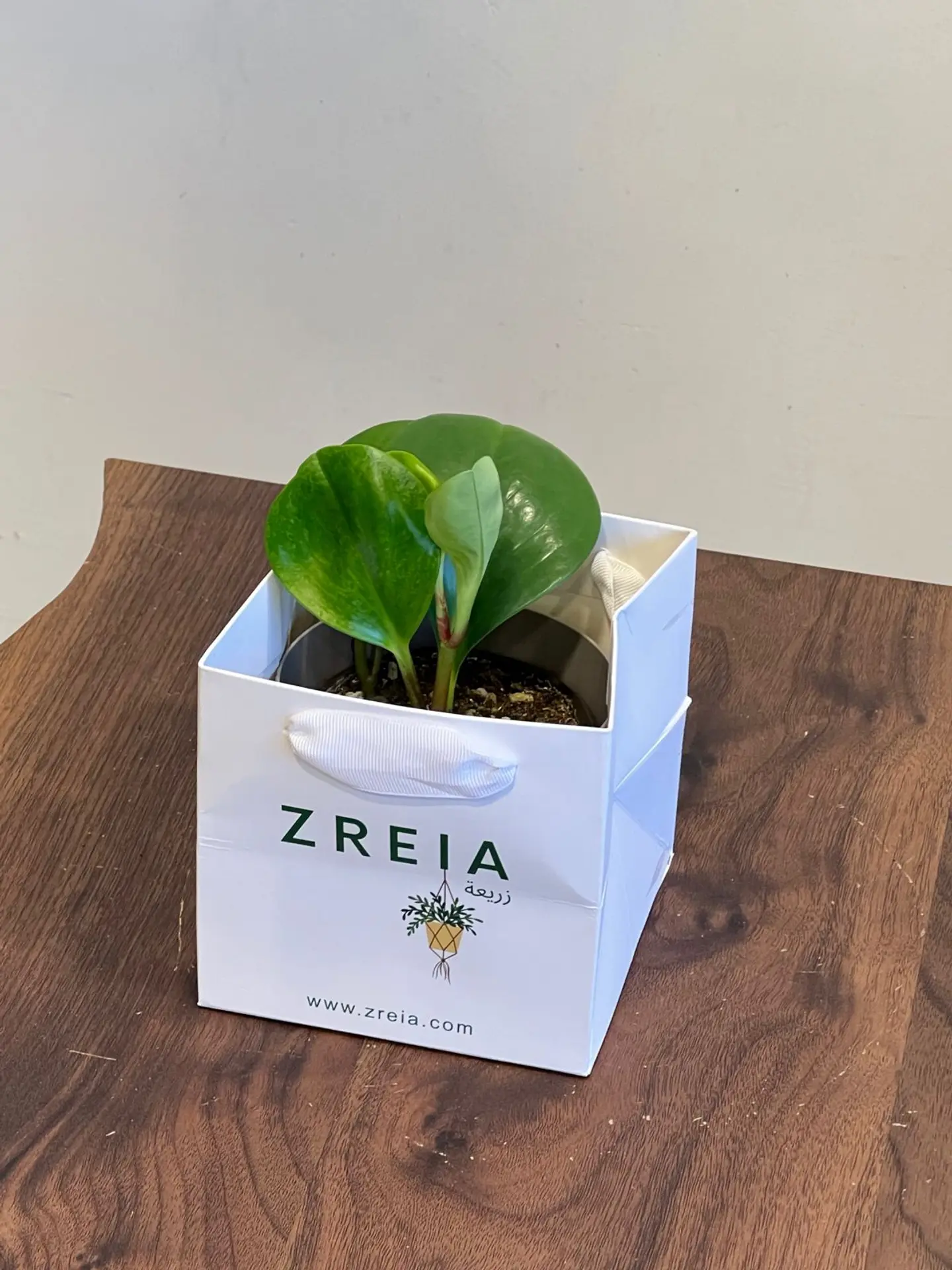 Regular Peperomia Prepared In A 12cm White Zreia Package