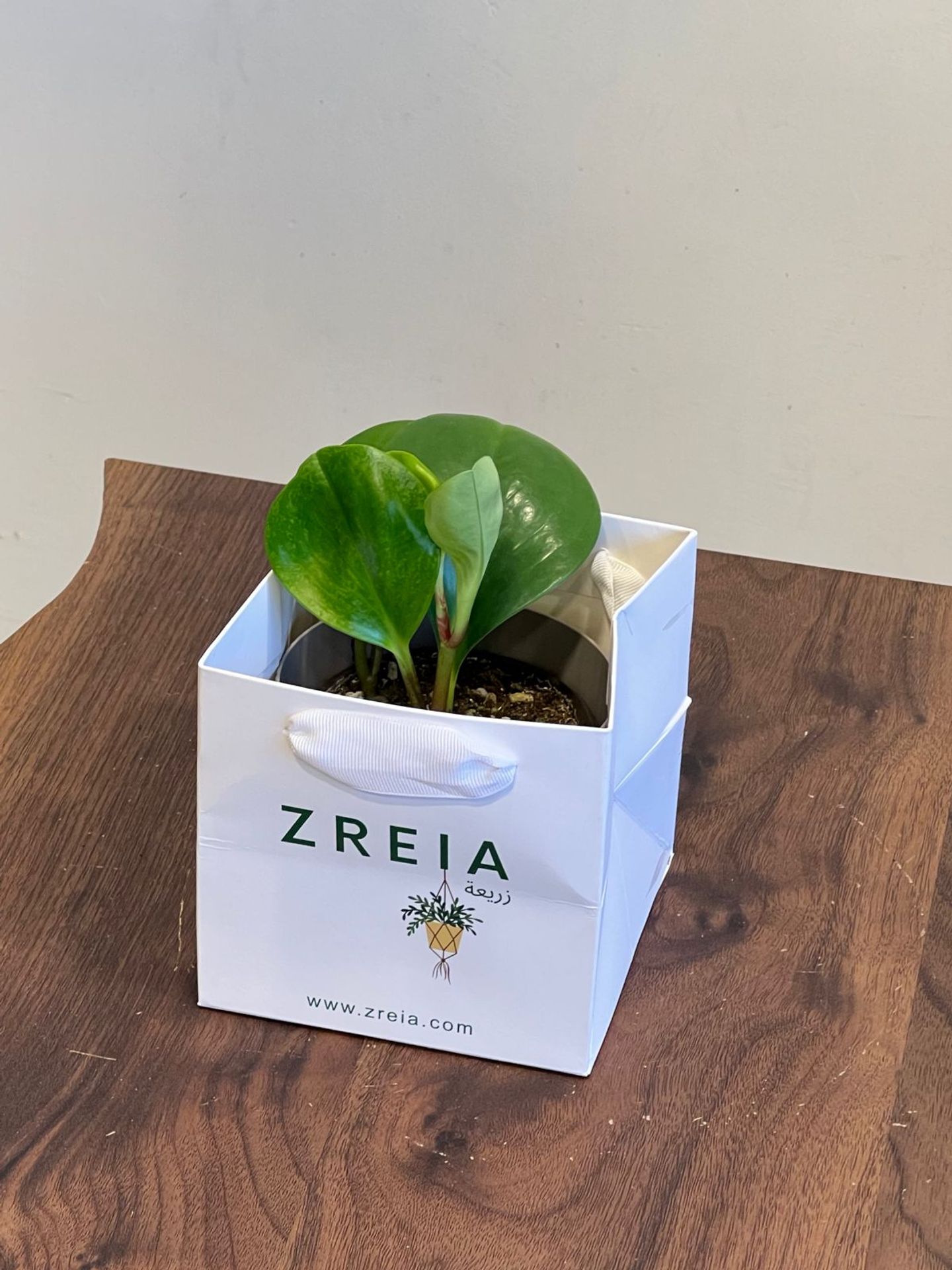 Regular Peperomia Prepared In A 12cm White Zreia Package