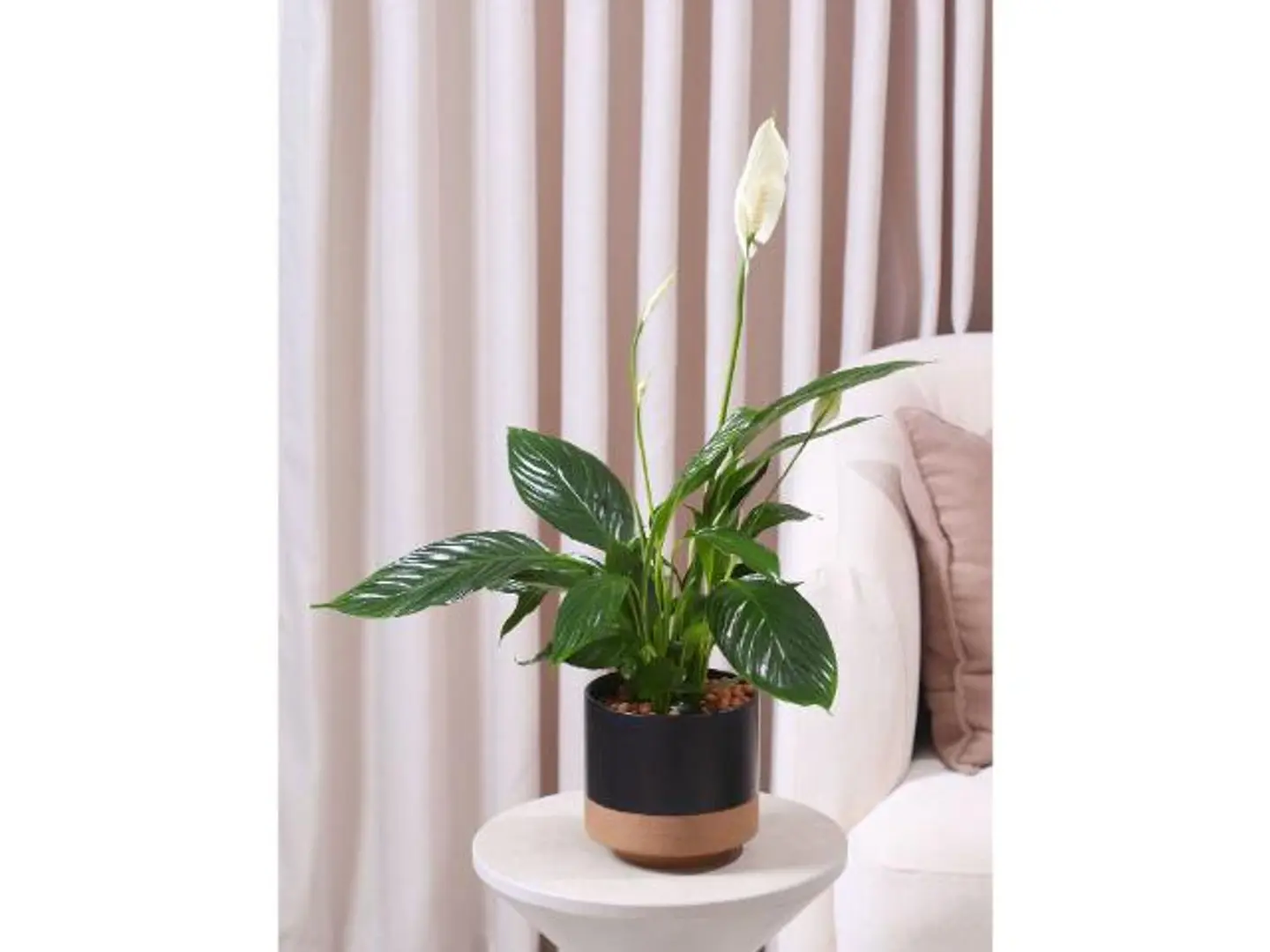 الأشرعة البيضاء في حوض سيراميك أسود وبني