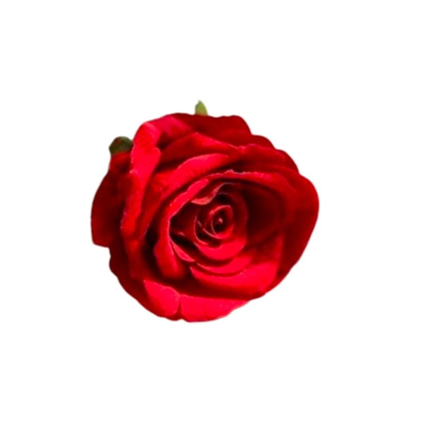 وردة