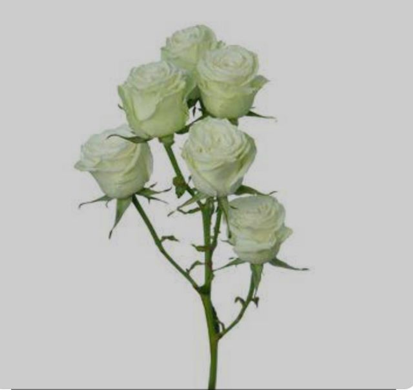 Baby Rose Ghosn