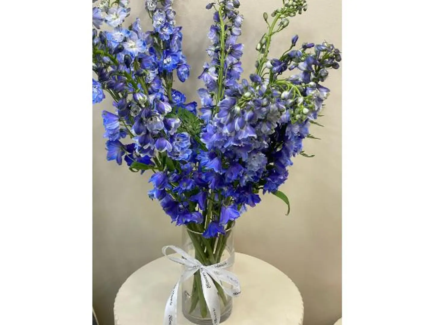 فازه دولفينيوم ازرق