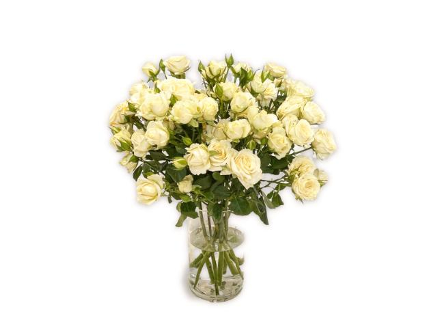 بيبي روز مع فازة