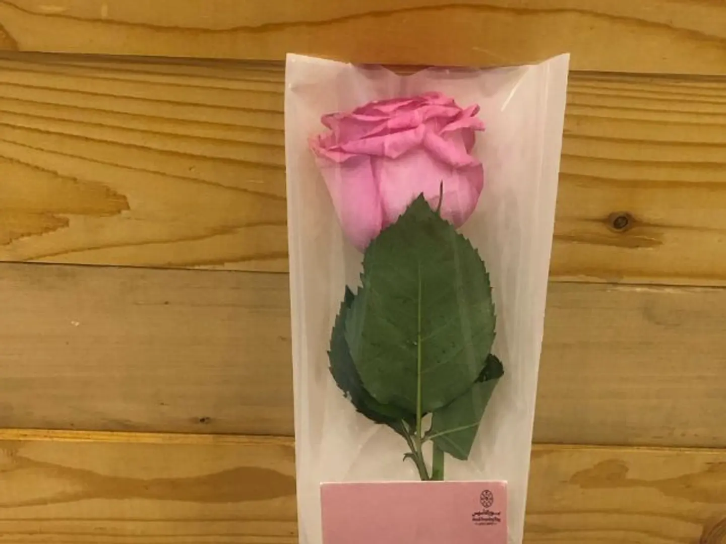 Rose Foundation Day 1