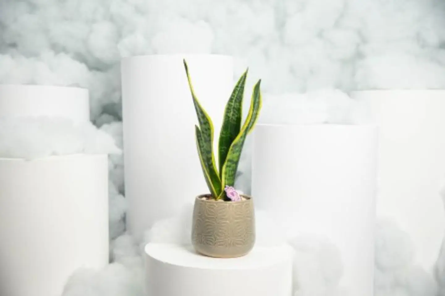 Devil's Tongue With Pedestal