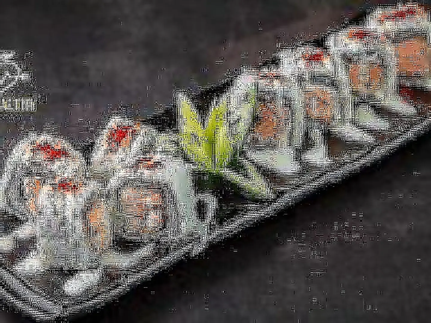 Salmon Sushi
